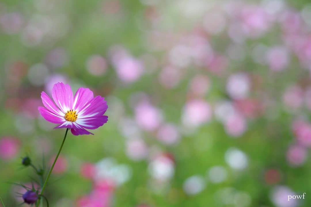 anemone_69のインスタグラム：「. . #コスモス #秋桜 . . .」