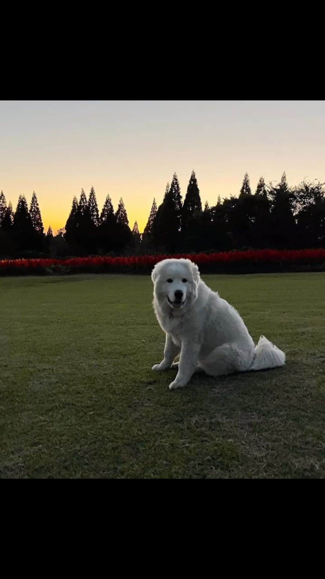 假屋崎省吾のインスタグラム