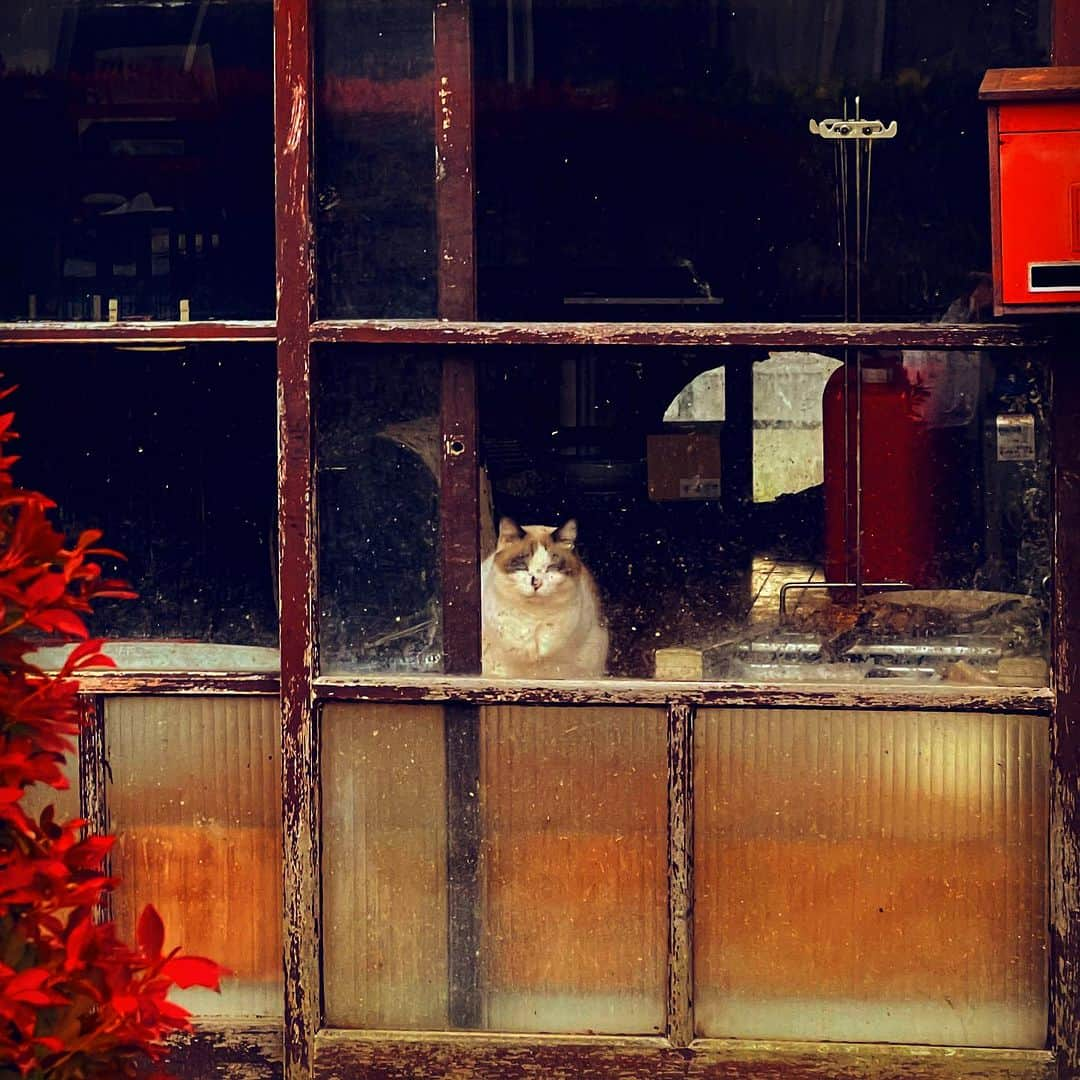 山中千尋さんのインスタグラム写真 - (山中千尋Instagram)「ただいま ふくしま おさかな まってる  飯坂線と阿武隈急行に乗りました🚃 ローカル線大好き✨ 福島で大好きなお友だちと大好きないとこと奥さまとおばちゃまと 過ごせた週末❤️NYトリオツアーの動画も編集しました😉福島また行きたいな❤️  というわけで 【NEW】12/25(月)福島ミンガスにてクリスマスライブ🎄決定しました❣️🥰ぜひぜひお越しくださいませ😍19時開演入れ替えなしです❤️ ☎️024-522-5341ホームページは近日アップです❤️一緒に福島でクリスマス過ごしましょう🥰jeynet.ne.jp/~mingus/   ライブのお知らせです✨ 11/12(日)倉敷アヴェニュウ 12/2(土)リビエラ逗子マリーナ 12/9(土)富山新川文化ホール 12/16(土)水戸ガールトーク 12/23(土)名古屋緑区文化小劇場 12/24(日)桐生ビレッジ 12/25(月)福島ミンガス 12/26(火)東京Cotton Clubバースデーライブ✨ 詳しくはchihiroyamanaka.netをご覧ください❤️」11月6日 22時42分 - chihiroyam