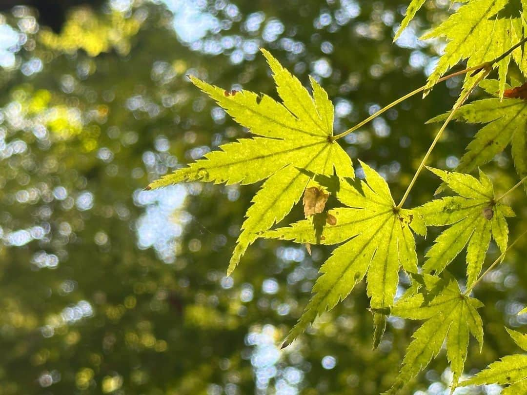 Atsukoさんのインスタグラム写真 - (AtsukoInstagram)「おついたちの下鴨神社へ参拝に。 本殿をお参り後は、申餅をいただいてから、河合神社へ進み、かりん美人水をいただくのが、下鴨神社参拝と糺ノ森散策のルーティン。 河合神社に訪れると月次祭の最中。神職さんの作法を見るのも久しぶりだったので、いつかどこかのタイミングで御祈祷受けたいなと思った、11月初めの暑い日和のとある1日。  #kyoto #下鴨神社 #糺ノ森 #京都」11月6日 22時46分 - atsuko12