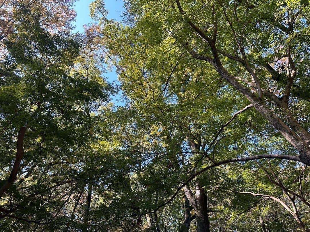 Atsukoさんのインスタグラム写真 - (AtsukoInstagram)「おついたちの下鴨神社へ参拝に。 本殿をお参り後は、申餅をいただいてから、河合神社へ進み、かりん美人水をいただくのが、下鴨神社参拝と糺ノ森散策のルーティン。 河合神社に訪れると月次祭の最中。神職さんの作法を見るのも久しぶりだったので、いつかどこかのタイミングで御祈祷受けたいなと思った、11月初めの暑い日和のとある1日。  #kyoto #下鴨神社 #糺ノ森 #京都」11月6日 22時46分 - atsuko12