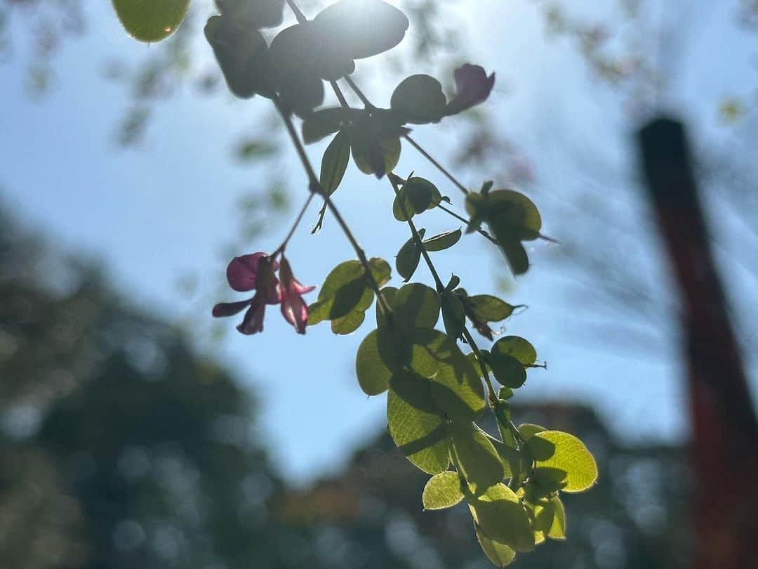 Atsukoさんのインスタグラム写真 - (AtsukoInstagram)「おついたちの下鴨神社へ参拝に。 本殿をお参り後は、申餅をいただいてから、河合神社へ進み、かりん美人水をいただくのが、下鴨神社参拝と糺ノ森散策のルーティン。 河合神社に訪れると月次祭の最中。神職さんの作法を見るのも久しぶりだったので、いつかどこかのタイミングで御祈祷受けたいなと思った、11月初めの暑い日和のとある1日。  #kyoto #下鴨神社 #糺ノ森 #京都」11月6日 22時46分 - atsuko12