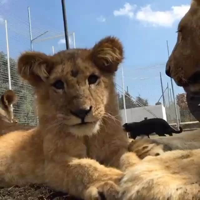 Black Jaguar-White Tiger のインスタグラム：「Labaito with The Big Pride and Beverlita also, for one day and one night only. She was too small for the ranch and for The Big Pride. Plus, Bradshaw came into our lives…」