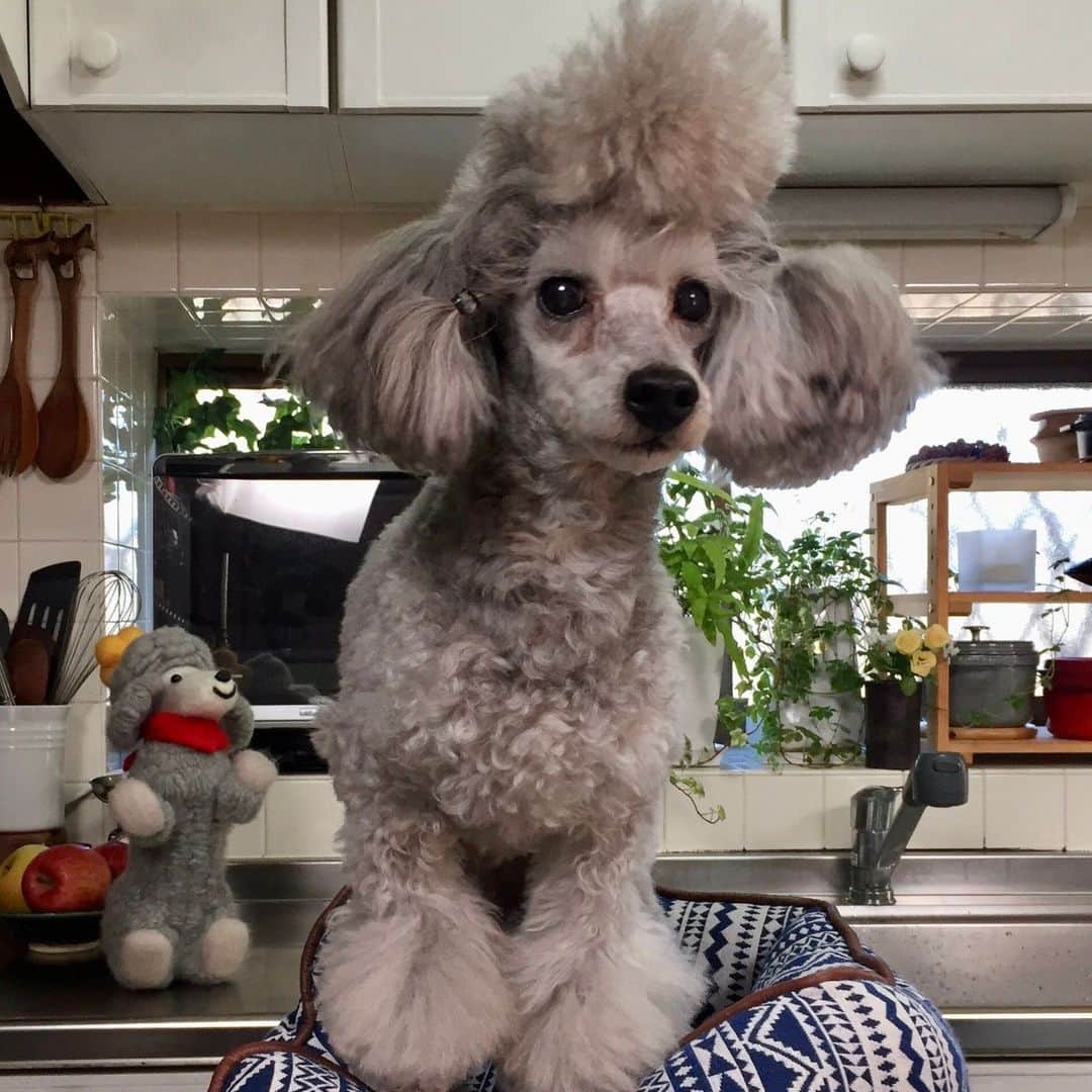 Cooking with Dogのインスタグラム：「In dog heaven, Francis must be hosting cooking shows while sitting on a stool made of clouds. 🥰🐩☁️ (2002-2-6 - 2016-11-6) 犬の天国では、フランシスは雲でできた椅子に座りながら、きっと料理番組のホストをしていると思います❤️💐」