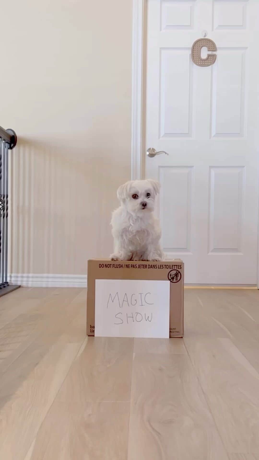 hi.arodのインスタグラム：「🪄Magic! 👏 #maltese #magictrick #magicshow」