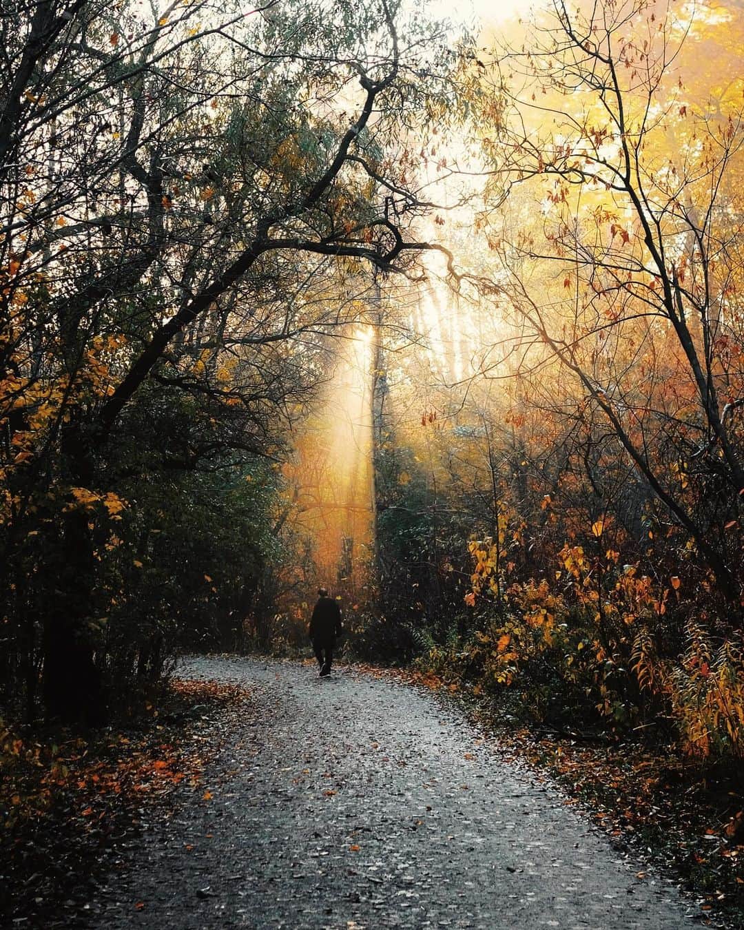 kaelのインスタグラム：「Give me the splendid silent sun, with all his beams full-dazzling; - Walt Whitman」