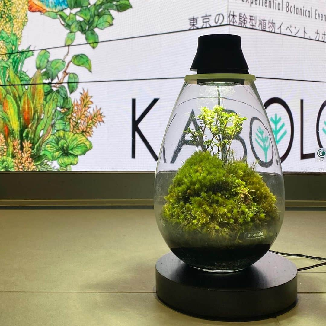 Mosslight-LEDのインスタグラム：「Mosslight   KABOLO vol.6  期間:11月17日(金)〜11月19日(日)  会場:KABUTO ONE 1階　アトリウム  #mosslight#モスライト #terrarium#テラリウム #moss#コケ」