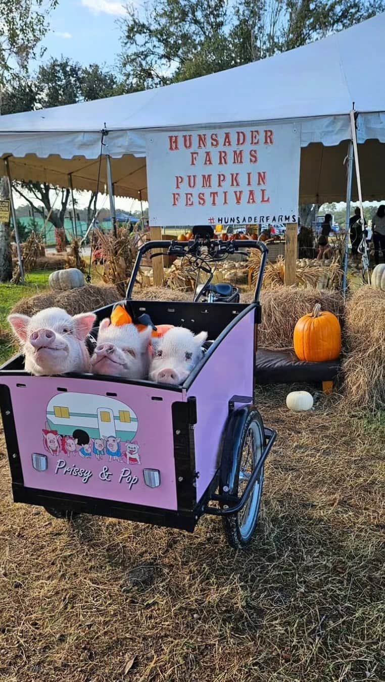 Priscilla and Poppletonのインスタグラム：「We had the best time Halloween weekend at the Hunsader Farms Pumpkin Festival. We stayed at the campground and could ride our Bunch Bike over to all the festivities. They had a pumpkin patch, monster trucks, cow train, corn maze, hay maze, pony rides, petting zoo, craft vendors, yummy snacks and more. We think this might become an annual tradition.🐷🎃 #hunsaderfarms #pumpkinfestival #piggypenn #poseyandpink #PrissyandPop」