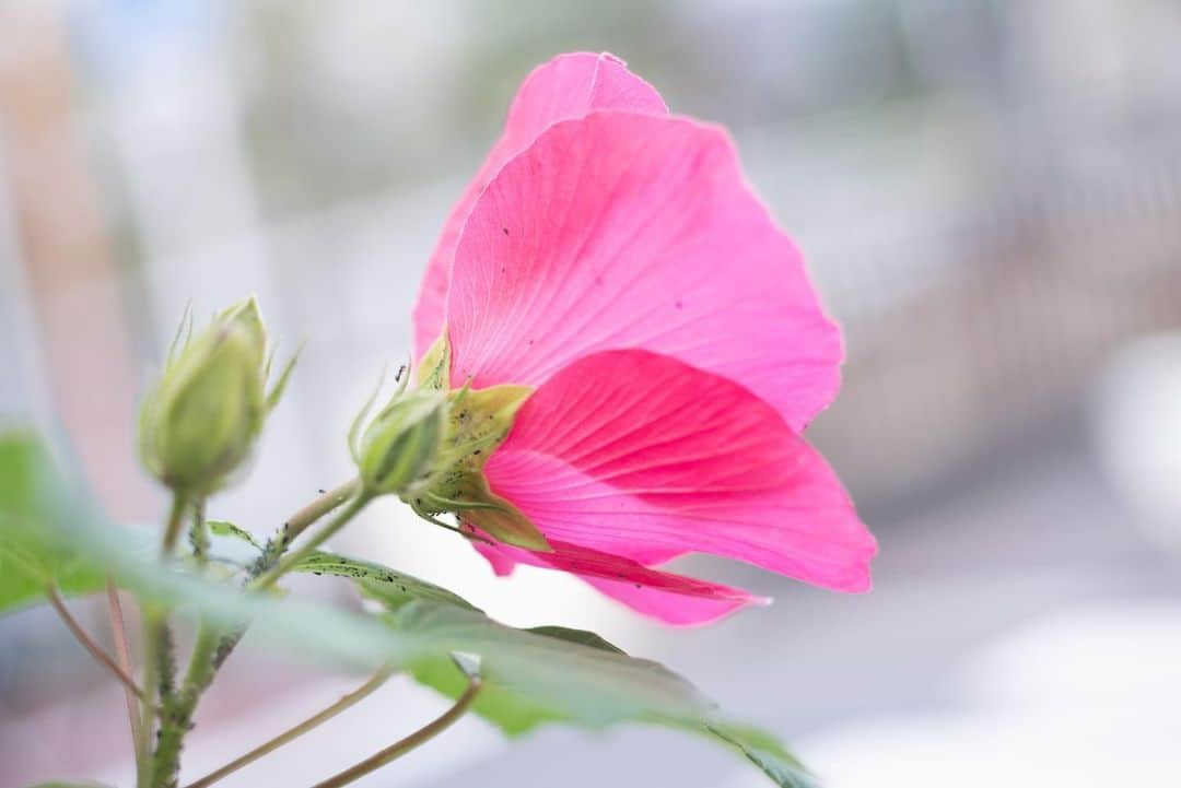 角田美喜さんのインスタグラム写真 - (角田美喜Instagram)「昨日は蕾だったお花が今日は咲いていました✨冬らしからぬです😊」11月6日 23時46分 - drumittan