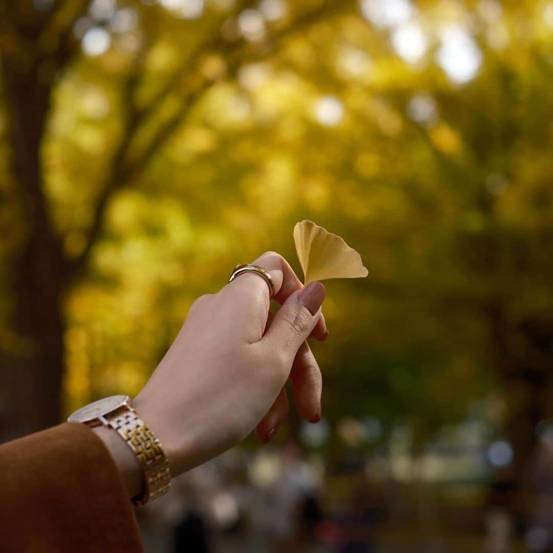 ぴよさんのインスタグラム写真 - (ぴよInstagram)「#北海道大学イチョウ並木 見に行ったょ🍁 . はじめていった！綺麗だった！嬉しい！ 北大とっても広いんだね！！ .  #ダニエルウェリントン ❤︎ @danielwellington ❤︎の#新作 の #腕時計 付けてきた🙃 #ヘビロテ してるかわちい🥳 . 12周年のキラキラ #文字盤 が特に好き🥰 #ネックレス もセットで使うと特に可愛いよ🫰🏻 . 15%オフのクーポン↓ 💐 _PIYOGRAM_2310 💐 2023年12月31日までだよ💡 .  #ダニエルウェリントン #DW12周年 #dwturns12 #FW2023 #yesdw」11月7日 0時05分 - _piyogram_