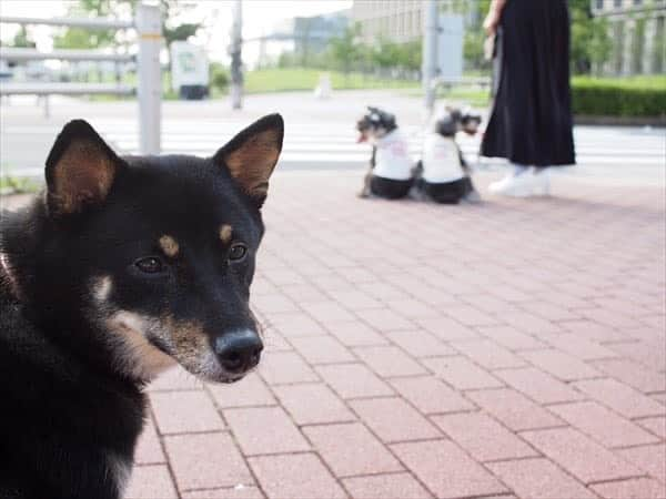 中野区在住のミニシュナのInstagramのインスタグラム：「⑅︎◡̈︎* ・ マーブルとイヴのマブダチのぽぽちゃん♡  ぽぽちゃんは、パパ様の実家で可愛がられてる13歳の柴犬🐕 いつも実家へ帰省する度に、静かに暖かく迎え入れてくれる優しい仔🎵  そんなぽぽちゃんが昨日亡くなったしまったの(T . T)  奇しくも旅立った日は、『令和日本犬博2023秋の陣』の翌日11月6日！ ぽぽちゃんが大好きなパパ様の弟でパパ様と一緒にドッグイベントを手掛ける『やすくん』の帰宅と柴犬仲間が集合するイベントの大成功も見届けてから逝ってしまうなんて、柴犬らしい飼い主愛❤️  大きな手術や闘病生活も頑張り抜いて旅立っていったぽぽちゃんと一緒に頑張った家族の愛情に胸がつまります。。。  ぽぽちゃんやすらかに！」