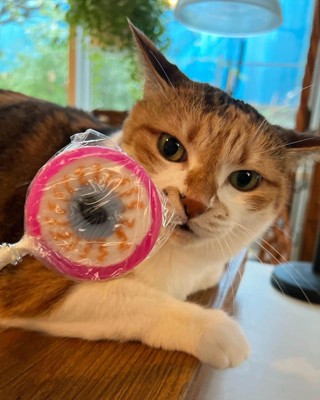 山田稔明のインスタグラム：「おはよ。アンニュイな朝のチミータ。 #ポチ実 #三毛猫」