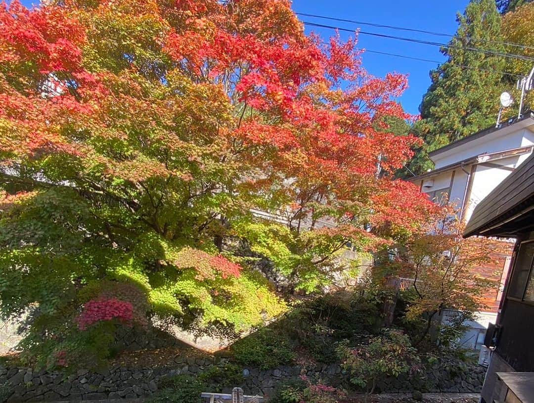 野沢温泉　村のホテル　住吉屋さんのインスタグラム写真 - (野沢温泉　村のホテル　住吉屋Instagram)「御嶽神社(麻釜前の神社)より紅葉をお届けします🍁 下にちょっぴり見えているのが麻釜です！  最後の一枚は、当館客室「飯綱」からの一枚📷  #村のホテル住吉屋  #野沢温泉村 #紅葉狩り #紅葉 #sumiyosiya_nozawa #nozawaonsen」11月7日 10時24分 - sumiyosiya