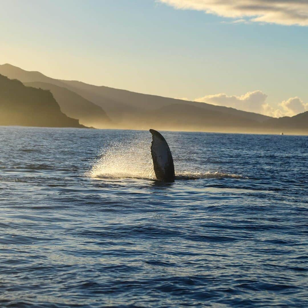 And Youさんのインスタグラム写真 - (And YouInstagram)「It’s officially whale season, who’s ready???!  These humpback whales migrate from Alaska every winter to give birth and mate in our warm waters. They will stick around till about April so come join us this winter. We are more than excited 🐋」11月7日 10時36分 - dolphinsandyou