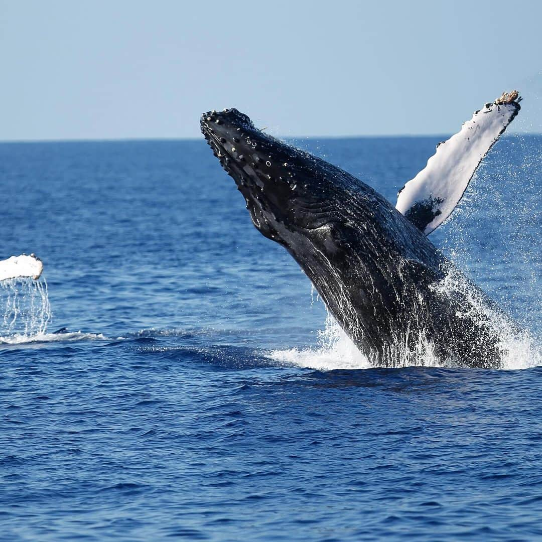 And Youのインスタグラム：「It’s officially whale season, who’s ready???!  These humpback whales migrate from Alaska every winter to give birth and mate in our warm waters. They will stick around till about April so come join us this winter. We are more than excited 🐋」