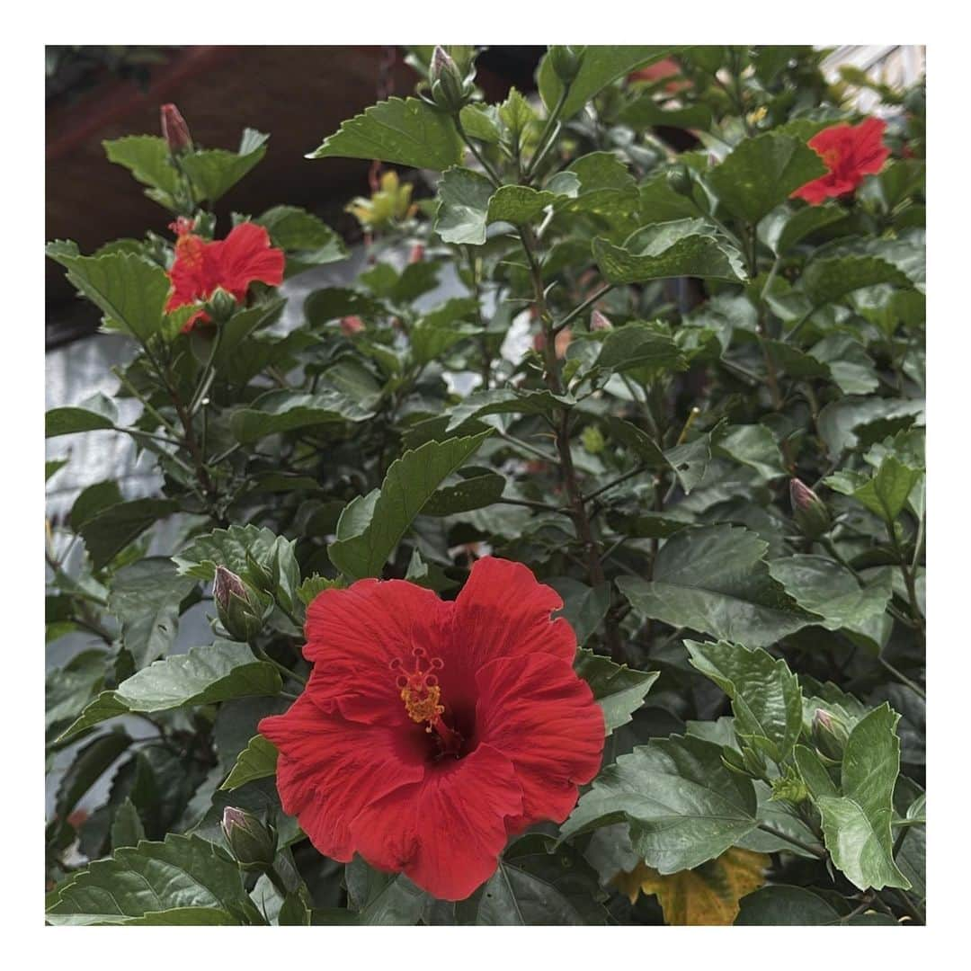 松葉愛海さんのインスタグラム写真 - (松葉愛海Instagram)「🌺🌿」11月7日 10時41分 - aichipo07