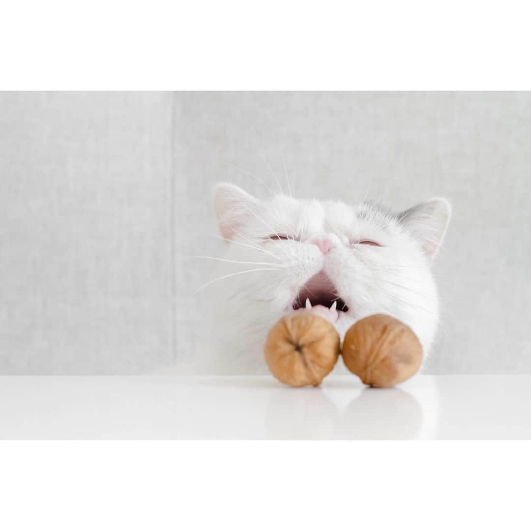 annie&pADdinGtoNのインスタグラム：「5 years later 🥜 .. #spayandneuter #oneharoldisenough #harold #exoticshorthair #greyandwhitecat #kitty #cat #catsofinstagram #catlover #catoftheday #love #squishyfacecrew #instagood #weeklyfluff #instadaily #iloveyoutothemoonandback」