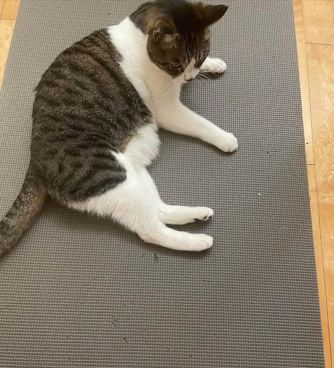 若山曜子さんのインスタグラム写真 - (若山曜子Instagram)「わたくし体重に危機感感じ、 運動しようとヨガマット敷いたんですが、、そのとたんもんちゃん、、動かない。  ま、あなたも下っぱら出てる。たしかに。 #大きな爪研ぎ　と思ってるようです。  ひーーーすみません！猫アカウント　@chatonyoko と間違えちゃったー！コメントいただてしまっまのでしばらく経ったら消します💦」11月7日 11時02分 - yoochanpetite