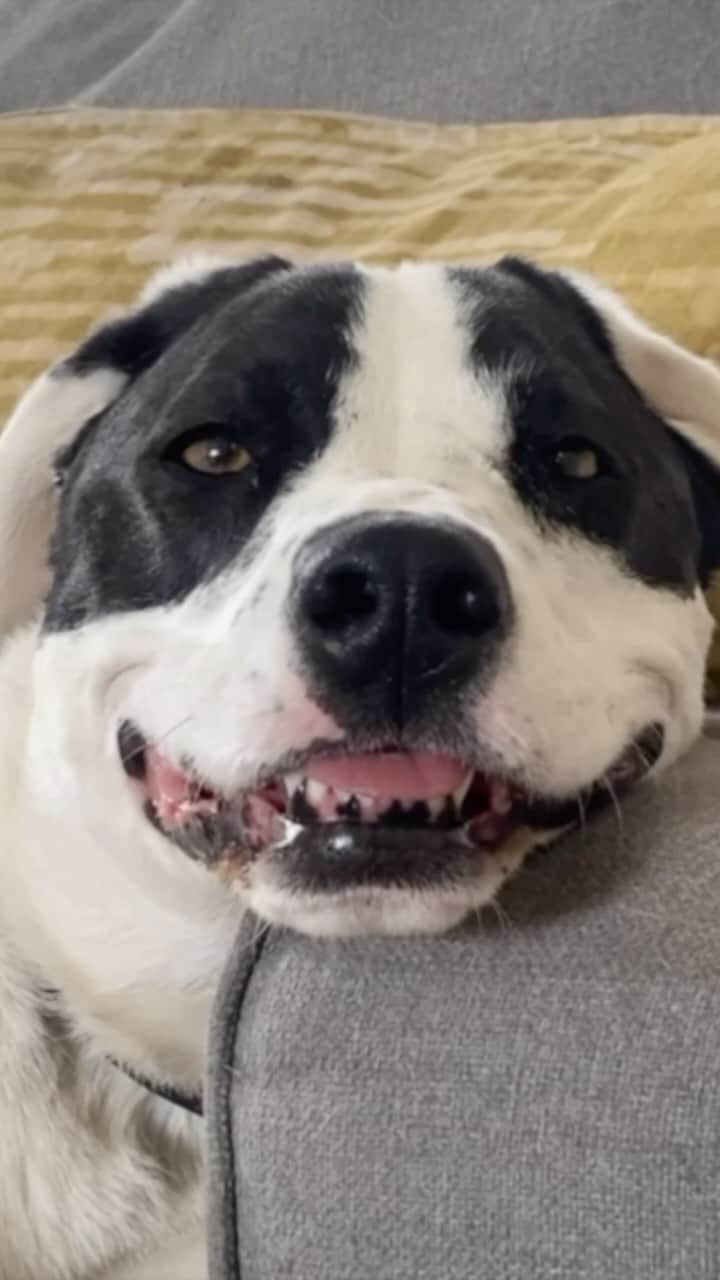 Andrew Knappのインスタグラム：「TELUS Health MyPet is looking for #CanadasNextTopDog and #CanadasNextTopCat ! Make sure to enter for a chance to win one of two $1000 PetSmart gift cards, and to have your pet shine in a featured MyPet billboard. Not to mention every entry will drive $5 towards the welfare of animals (up to $20k).  Enter by sharing a photo/video of your dog or cat on your public instagram profile by november 26th using hashtag #CanadasNextTopDog or #CanadasNextTopCat. Make sure to also follow @TELUSHealth to complete your submission. Learn more via the link in bio or click the link below.  No purchase necessary. Contest runs November 6 to December 11. Read Contest Rules located at telus.com/CanadasNextTopPet for complete details.」