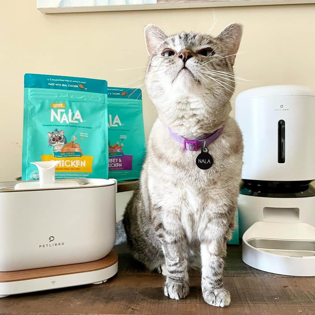 nala_catのインスタグラム：「Feeling Lucky?? We're back with another pawsome giveaway! This time, we'll be teaming up with @petlibro to give you over $1000+ worth of prizes, including our new air-dried cat food, a camera feeder, a smart monitoring water fountain, and an air feeder! 3 Winners will win prizes featuring Love, Nala and PETLIBRO products! Click the link in our bio to enter and review giveaway terms and conditions! 😻 Giveaway Ends 11/20!!!  #cats #cat #catsofinstagram #love #lovenala #nalacat #petlibro」
