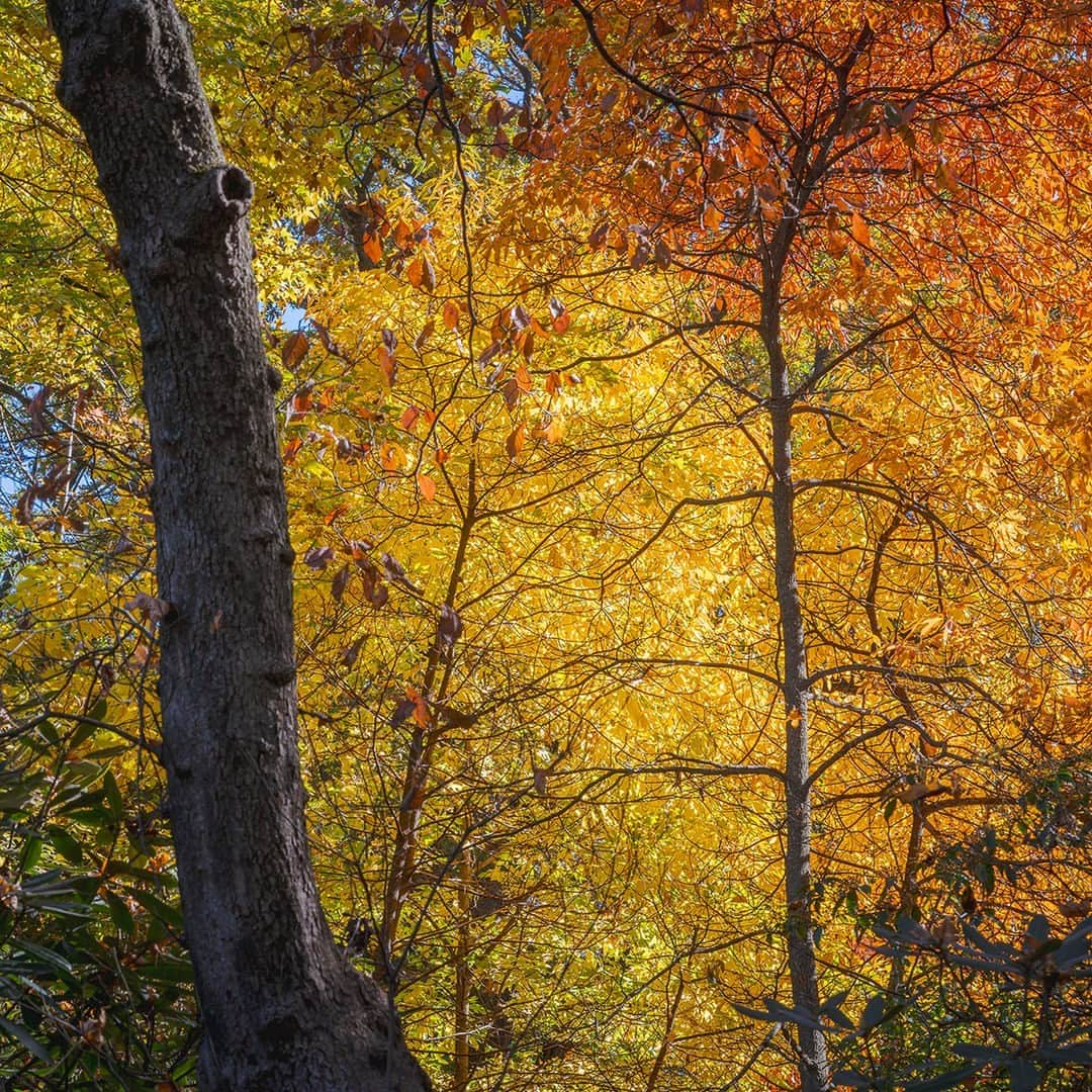 ニューヨーク植物園のインスタグラム：「Our final Fall Forest Weekend of the year kicks off this Saturday as we celebrate fall color, the beauty of our 50-acre Forest, and #NativeAmericanHeritageMonth at NYBG. 🍂🌤️  Visit the link in our bio to get your tickets, and join us under the colorful canopy of the Thain Forest for hands-on craft activities, explorations of this important collection, and tours by Indigenous guides who'll guide you along the winding trails, explaining how traditionally useful plants were identified and harvested by tribes historically and in modern times.  #FallForestWeekends」