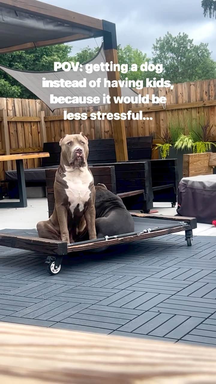 DogsOf Instagramのインスタグラム：「@king_n_boss puts the boss in bossy 😂 Can anyone else relate?  . . .  #needydog #velcrodogs #dogsofinstagram #furbaby #bullylove」