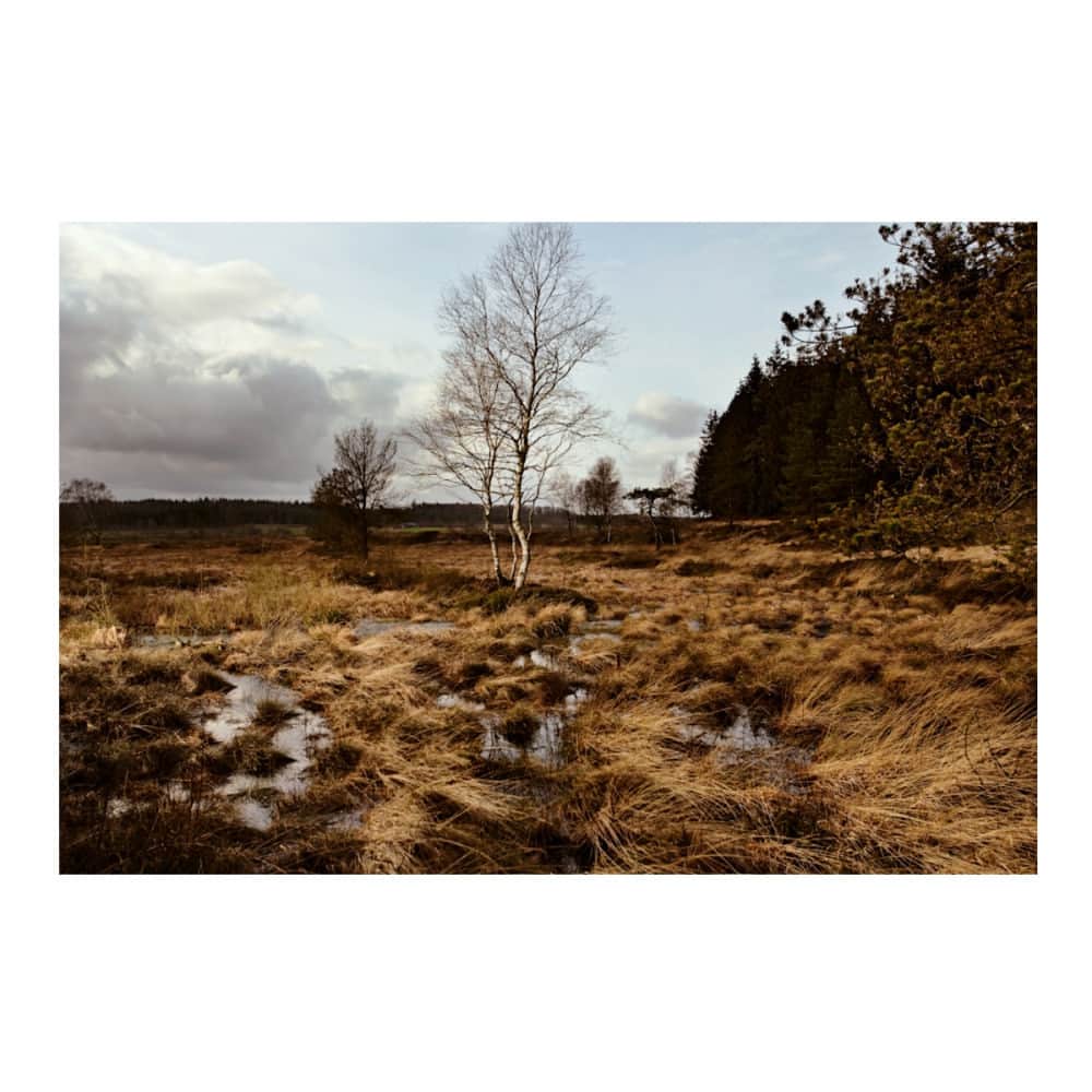 Robert Clarkのインスタグラム：「This is the final resting place of the Tollund Man, uncovered May 8th 1950, Silkeborg, Denmark.  For a true fine art look in your home, I always recommend my canvas prints.  They're tactile, have great depth, and come ready to hang – no framing!  Pictured: “RC 1 Bog Landscape 1”  #rc1boglandscape1 #people #europe #figures #old #history #historic #mouth #teeth #aged #death #bone #profile #dead #ireland #science #relic #bodies #civilization #remains #nationalgeographic #mortality #preserved #mummy #anchient #bogbody #radiocarbondating #mortal #robertclark #robertclarkphotography  canvas」