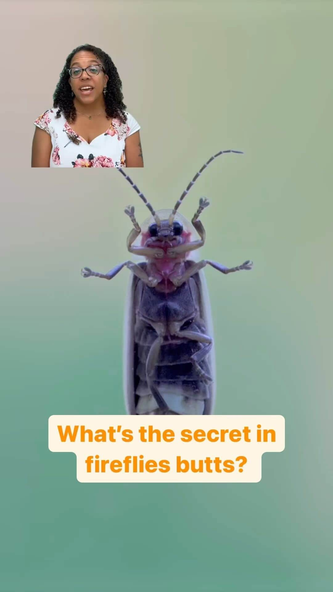 アメリカ自然史博物館のインスタグラム：「The secrets in a firefly’s butt holds surprising innovative chemicals that are helpful for humans and the planet! Insectarium host @jessicaleeware42 explains more.  Catch up on Insectarium to learn more about the secret language of fireflies by heading to Terra on YouTube! #fireflies #chemical #science #pbs」