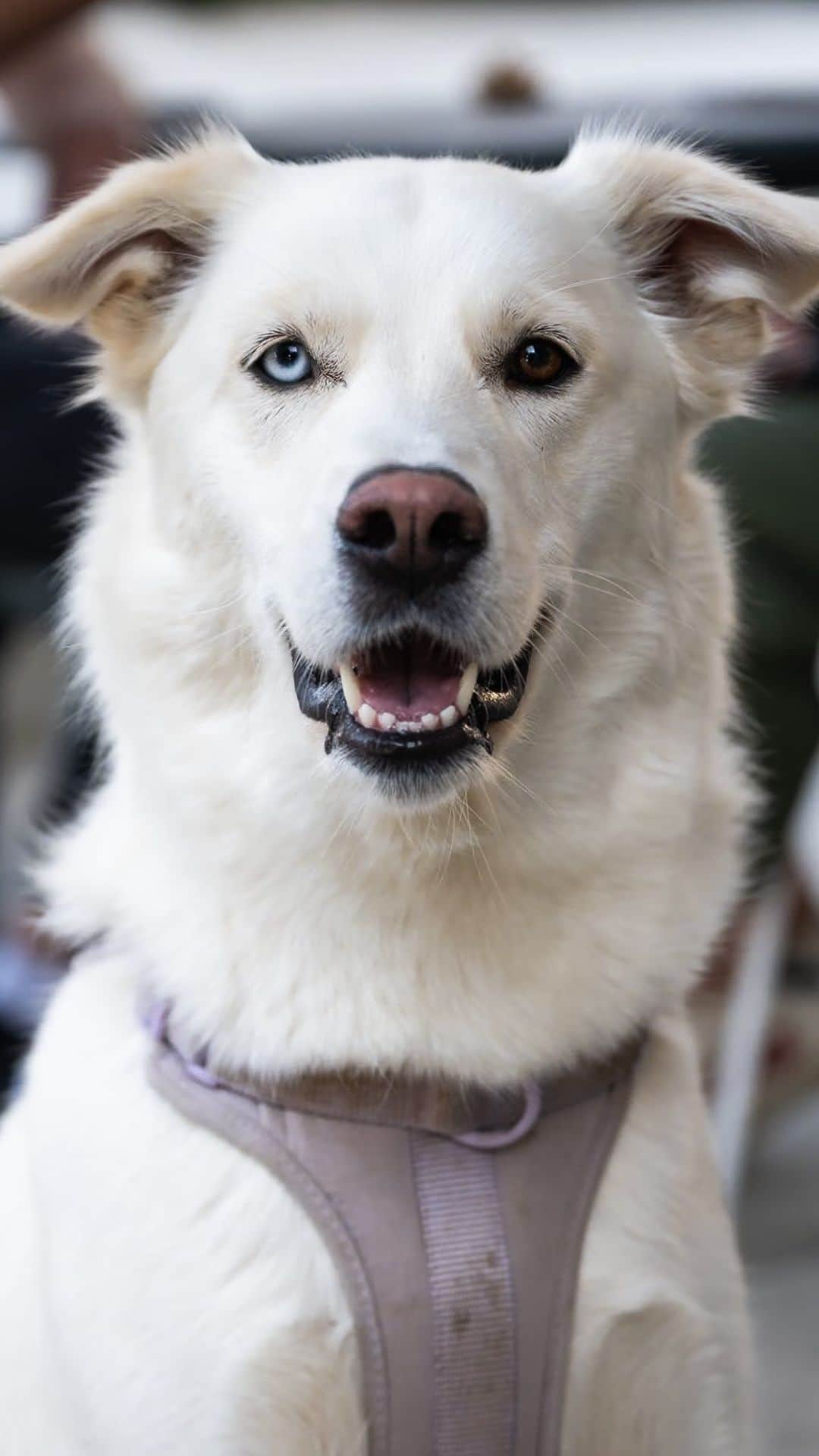 The Dogistのインスタグラム：「Iris, Siberian Husky/Golden Retriever mix (2 y/o), Robertson Blvd. & Alden Dr., Los Angeles, CA • “She loves digging holes, and she’s very shy and reserved for the most part unless you have a treat. She likes to eat poop, so I try to steer away from that as much as I can. She’s the light of my life. I’m going through a really intense thing, and she’s been there for me in so many ways. She provides peace in a way that a lot of people can’t always provide for you. It’s incredible – I’ve never been a dog owner like this before. She’s changed my life in such a positive way.” @iristhegoberian」