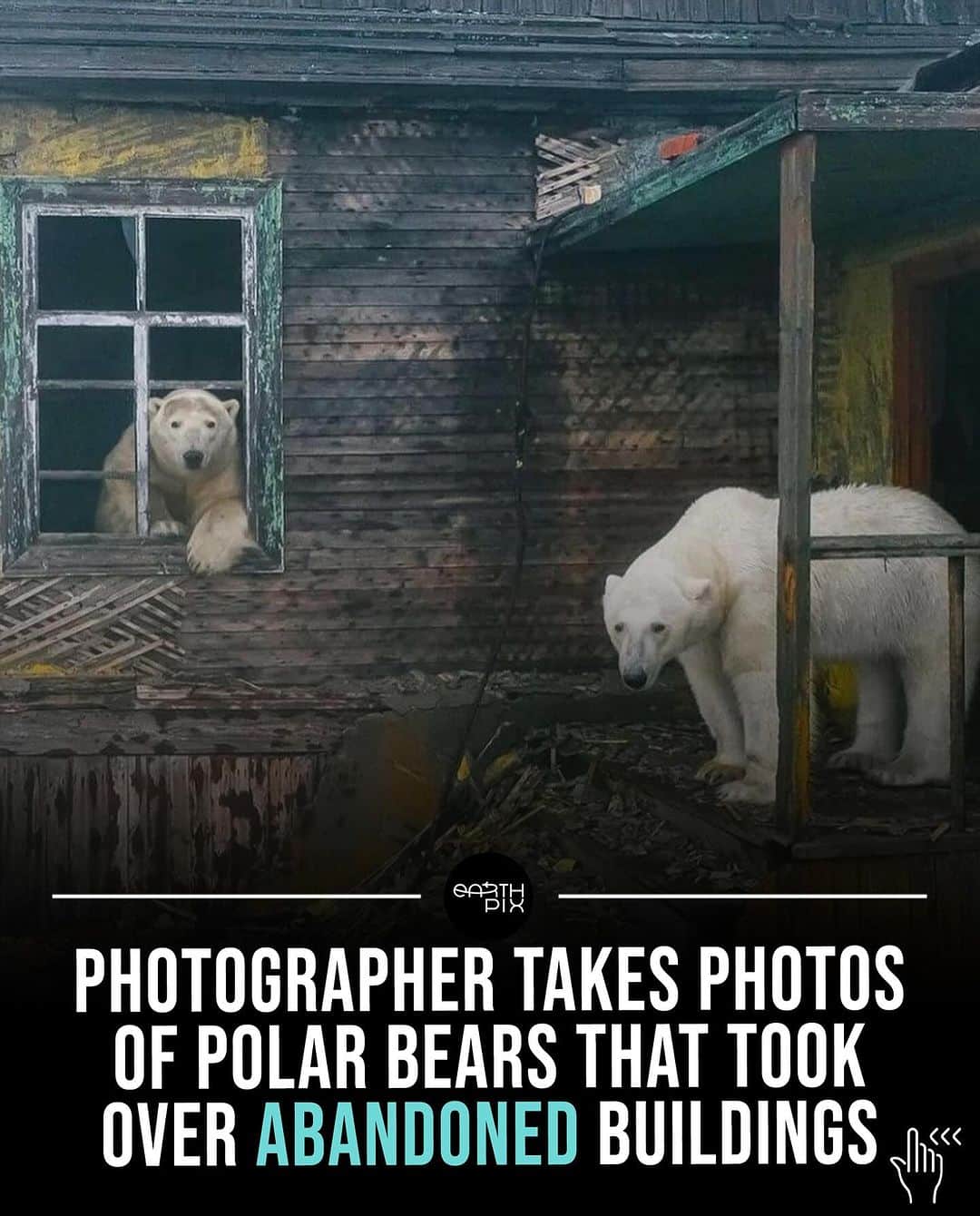 Earth Picsのインスタグラム：「Photographer @master.blaster captured detailed images of polar bears both inside and outside the rundown buildings. some of these bears even glanced out the windows when they saw the photographer nearby.   Via: @master.blaster」