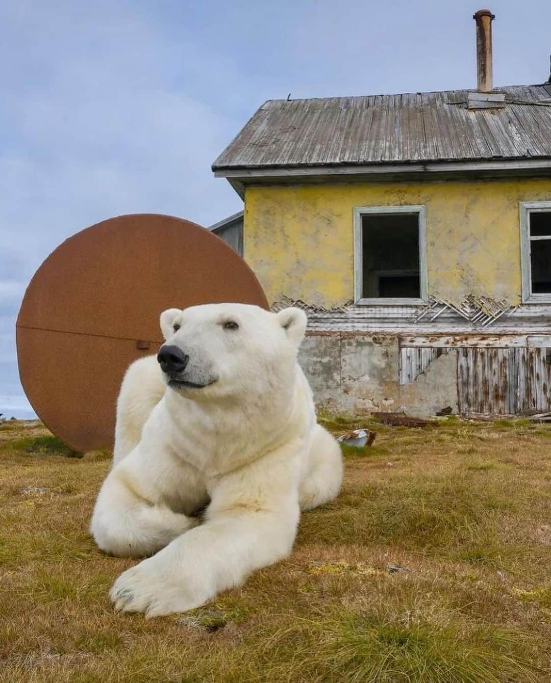 Earth Picsさんのインスタグラム写真 - (Earth PicsInstagram)「Photographer @master.blaster captured detailed images of polar bears both inside and outside the rundown buildings. some of these bears even glanced out the windows when they saw the photographer nearby.   Via: @master.blaster」11月7日 5時17分 - earthpix