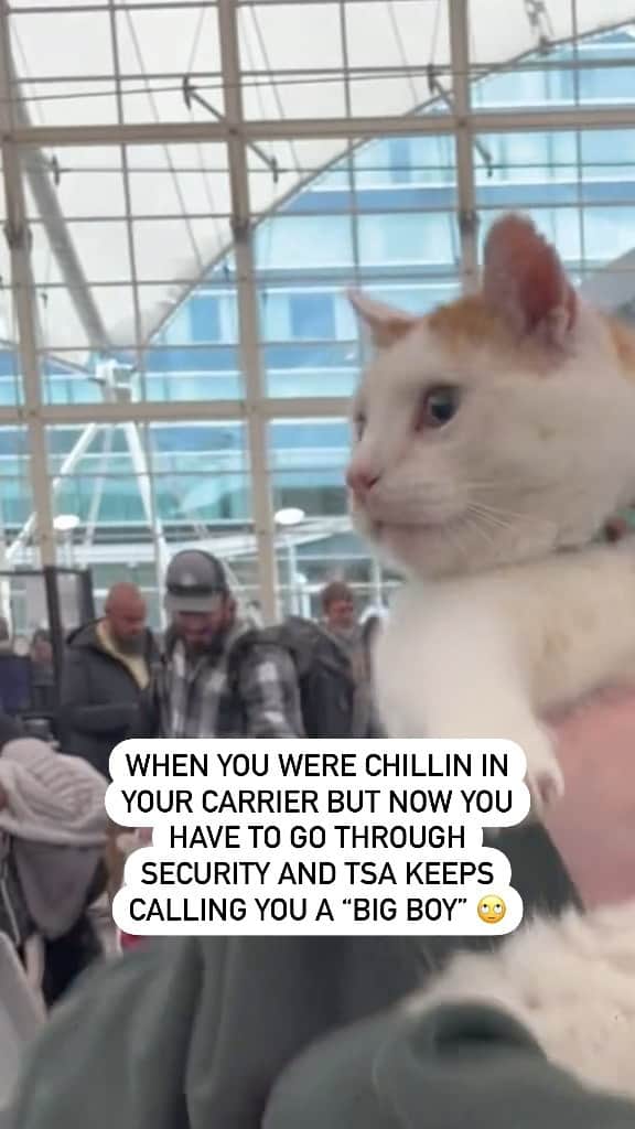 アメリカ運輸保安局のインスタグラム：「IT’S SO FLUFFY!!!  It is absolutely im-purr-ative that we paws for the claws and discuss traveling with pets. We recommend contacting your airline first to ensure CAT scan travel, and for edu-CAT-ion on what type/size of pet carriers they allow. Now, for the safety and well-being of any furry, smooth, or scaly friend that may grace our security checkpoints, please review the following:  🐈‍⬛Is your distinguished gentleman in a bad mewd? A putty with a cattitude? A cat-alyst of chaos? No worries, just let our officers know. A checkpoint supervisor can authorize alternative screening measures to help maintain control and ease the process. This goes for your Floofy Woofy too.  🐍Are you traveling with a Danger Noodle, Web Spooder or any other type of uncommon pets? We’ll screen anything as long as it’s safe to do so. To ease the process, it’s best to place your [animal] in a clear, glass, or plastic container. Please reach out to your airline for their rules on this matter.  NO ANIMAL SHOULD EVER BE X-RAYED! May all your pets live long and pawspurr!!!  #TravelingWithPets #PetTravel #PetCarrier #Cat  Video by @ichysmom」