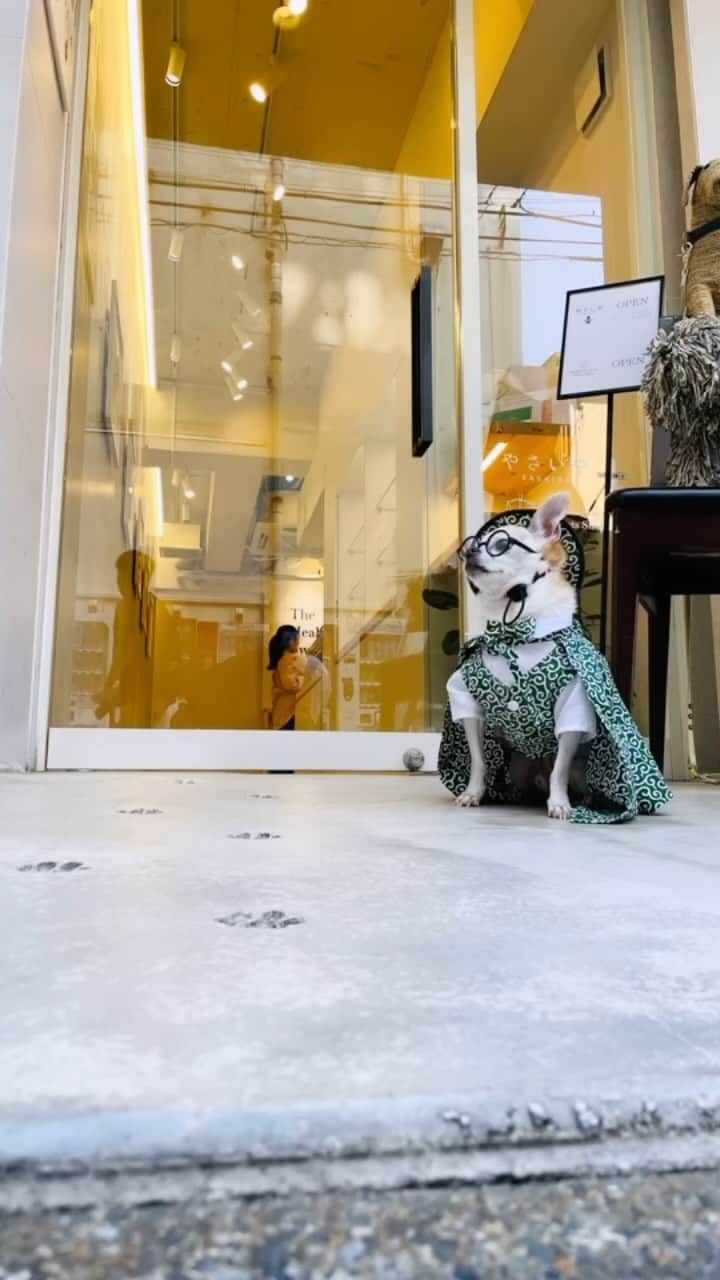 のインスタグラム：「うしさんの誕生日に六本木のやさいやさん　@teppanyaki_yasaiya_dogs に行ってきた！ おしゃれなお菓子屋さん中の隠し扉？を開けると本格的な鉄板焼き ワンコ用のおしぼりにトイレに、さらに…🤣 選んだお野菜を焼いてくれたり絶品ハンバーグが出てきたりと大満足でした😊 With うしさん　@hirominne_119  #dog#dogstagram#instadog#chihuahua#barkbox#mydogiscutest#buzzfeed#dog_features#fluffypack#barkpack#dogsofinstagram#犬#チワワ#手作り#handmade#着物#fashion#紋次郎一家#チーム茶#ふわもこ部#igersjp#peco犬部#dogfashion #whisky」