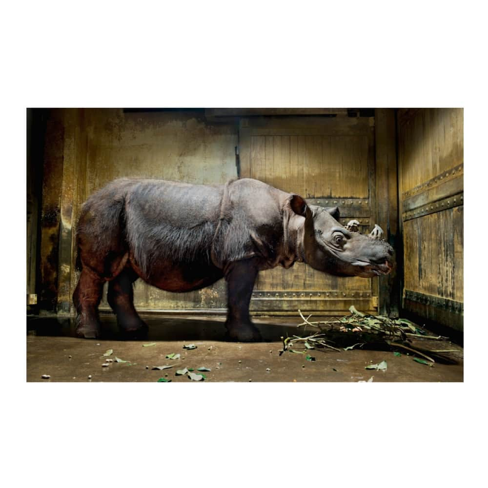 Robert Clarkのインスタグラム：「Sumatran Rhino (Dicerprhinus Sumatrensis) in Cincinnati Zoo. Less than 300 remain in the wild.   REMINDER -- My 2023 Friends & Family Event is happening now! Enjoy 25% off with coupon code EARLYACCESS.  . . . . . #sumatranrhinodicerprhinussumatrensisincincinnatizoolessthan300remaininwildcontatcincinnatizoochadyeltonpressoffice51355977445135033266cellemailchadyel #robertclark #robertclarkphotography #interiordecor #interiordesigner #homestyle #instagood #walldecorshabbychic」