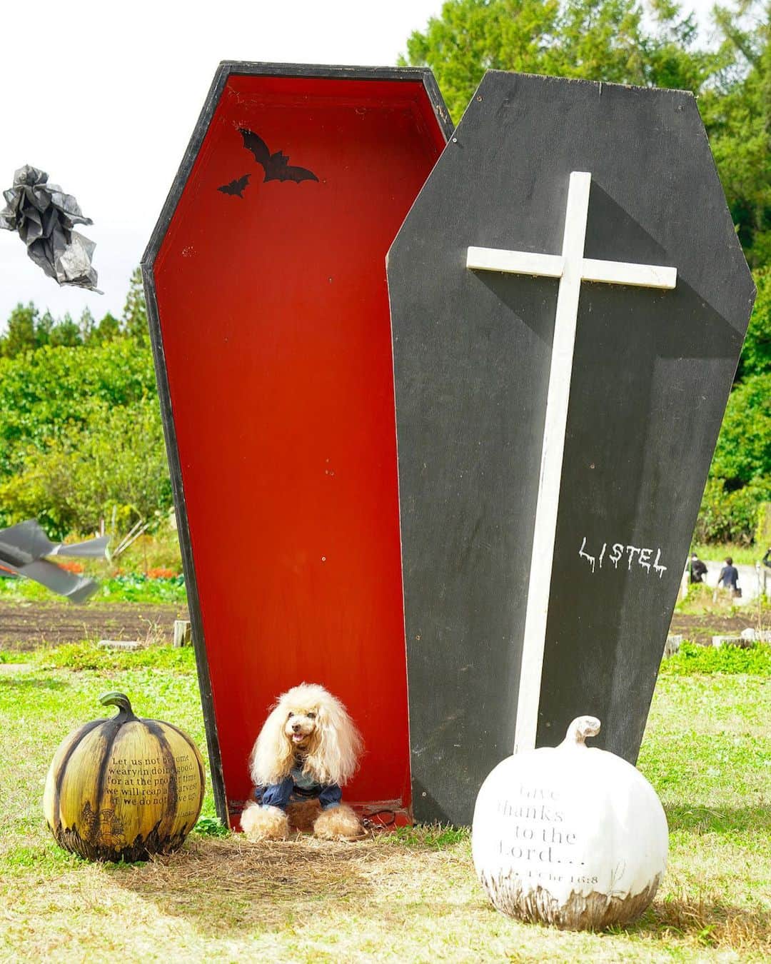 Toypoodle Mikuru?Asakusa Tokyoさんのインスタグラム写真 - (Toypoodle Mikuru?Asakusa TokyoInstagram)「20231107 Tuesday. Good morning ! Friends 🎃 陽気なガイコツ💀さんと、鬱なみきゅるん😅 ピントも💀さんにあってるし😂 今年のハロウィン👻撮影は福島でした🎃  #ハロウィン #ガイコツ #みきゅるん #福島 #トイプードル #東京トイプードル」11月7日 7時18分 - purapura299