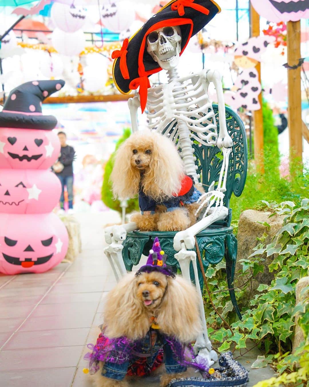 Toypoodle Mikuru?Asakusa Tokyoさんのインスタグラム写真 - (Toypoodle Mikuru?Asakusa TokyoInstagram)「20231107 Tuesday. Good morning ! Friends 🎃 陽気なガイコツ💀さんと、鬱なみきゅるん😅 ピントも💀さんにあってるし😂 今年のハロウィン👻撮影は福島でした🎃  #ハロウィン #ガイコツ #みきゅるん #福島 #トイプードル #東京トイプードル」11月7日 7時18分 - purapura299