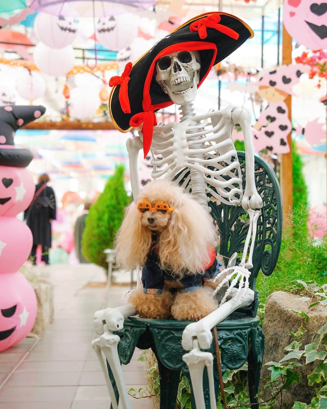 Toypoodle Mikuru?Asakusa Tokyoさんのインスタグラム写真 - (Toypoodle Mikuru?Asakusa TokyoInstagram)「20231107 Tuesday. Good morning ! Friends 🎃 陽気なガイコツ💀さんと、鬱なみきゅるん😅 ピントも💀さんにあってるし😂 今年のハロウィン👻撮影は福島でした🎃  #ハロウィン #ガイコツ #みきゅるん #福島 #トイプードル #東京トイプードル」11月7日 7時18分 - purapura299