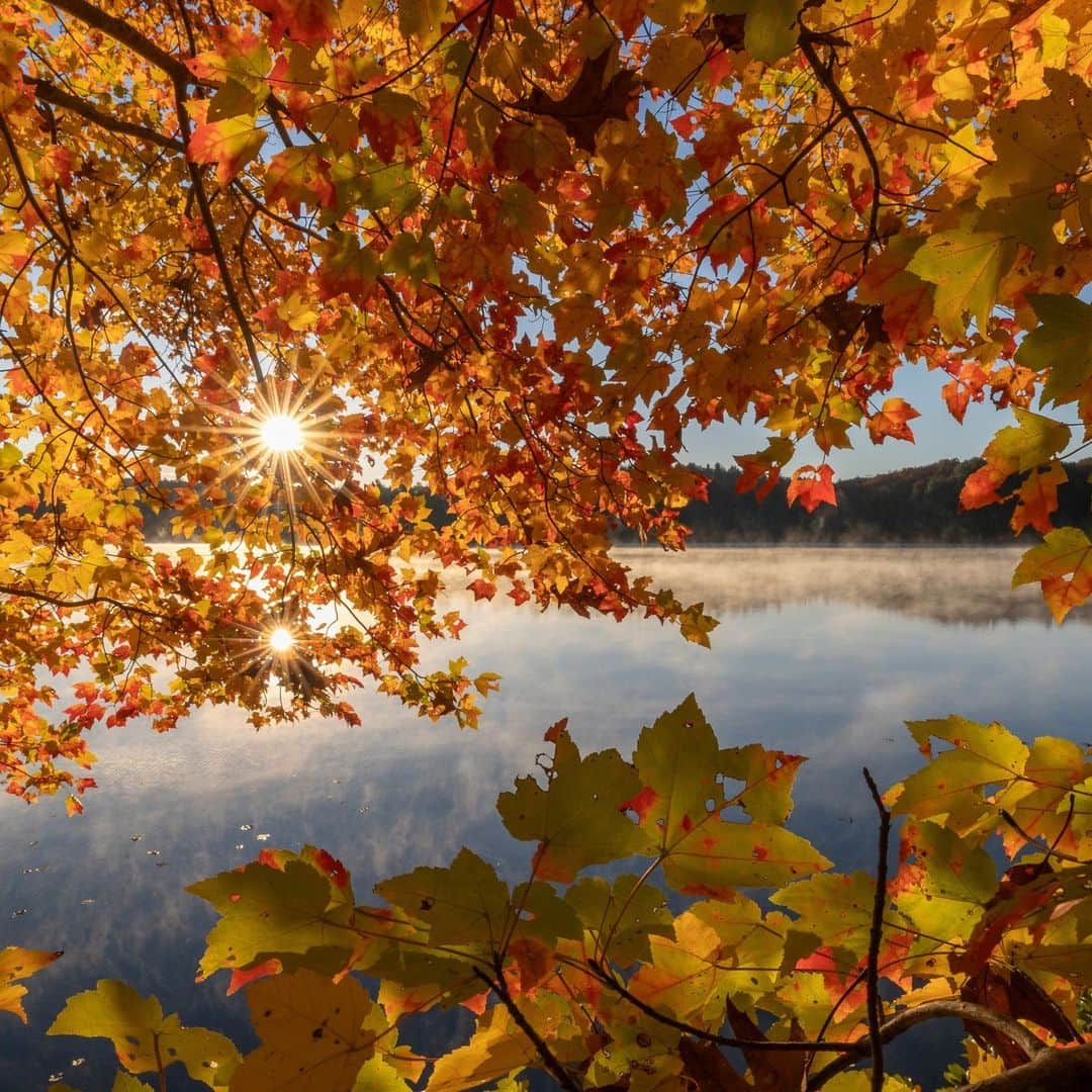 ナショナルジオグラフィックさんのインスタグラム写真 - (ナショナルジオグラフィックInstagram)「Photos by @timlaman | Fall colors were recently at their peak at Walden Pond in Massachusetts. When I’m not traveling the world on assignment, my local nature escape is Walden Pond, of author and naturalist Henry David Thoreau fame, just a few miles from my home. You don’t have to go to the other side of the world to find beauty in nature! Where is your place to get outside and get inspired? I’m always sharing what inspires me @timlaman if you’d like to follow along.」11月7日 7時30分 - natgeo