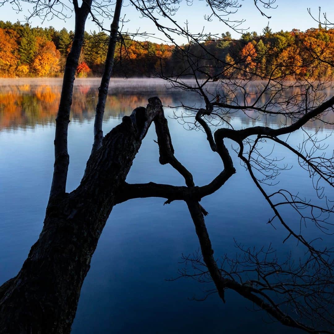 ナショナルジオグラフィックさんのインスタグラム写真 - (ナショナルジオグラフィックInstagram)「Photos by @timlaman | Fall colors were recently at their peak at Walden Pond in Massachusetts. When I’m not traveling the world on assignment, my local nature escape is Walden Pond, of author and naturalist Henry David Thoreau fame, just a few miles from my home. You don’t have to go to the other side of the world to find beauty in nature! Where is your place to get outside and get inspired? I’m always sharing what inspires me @timlaman if you’d like to follow along.」11月7日 7時30分 - natgeo