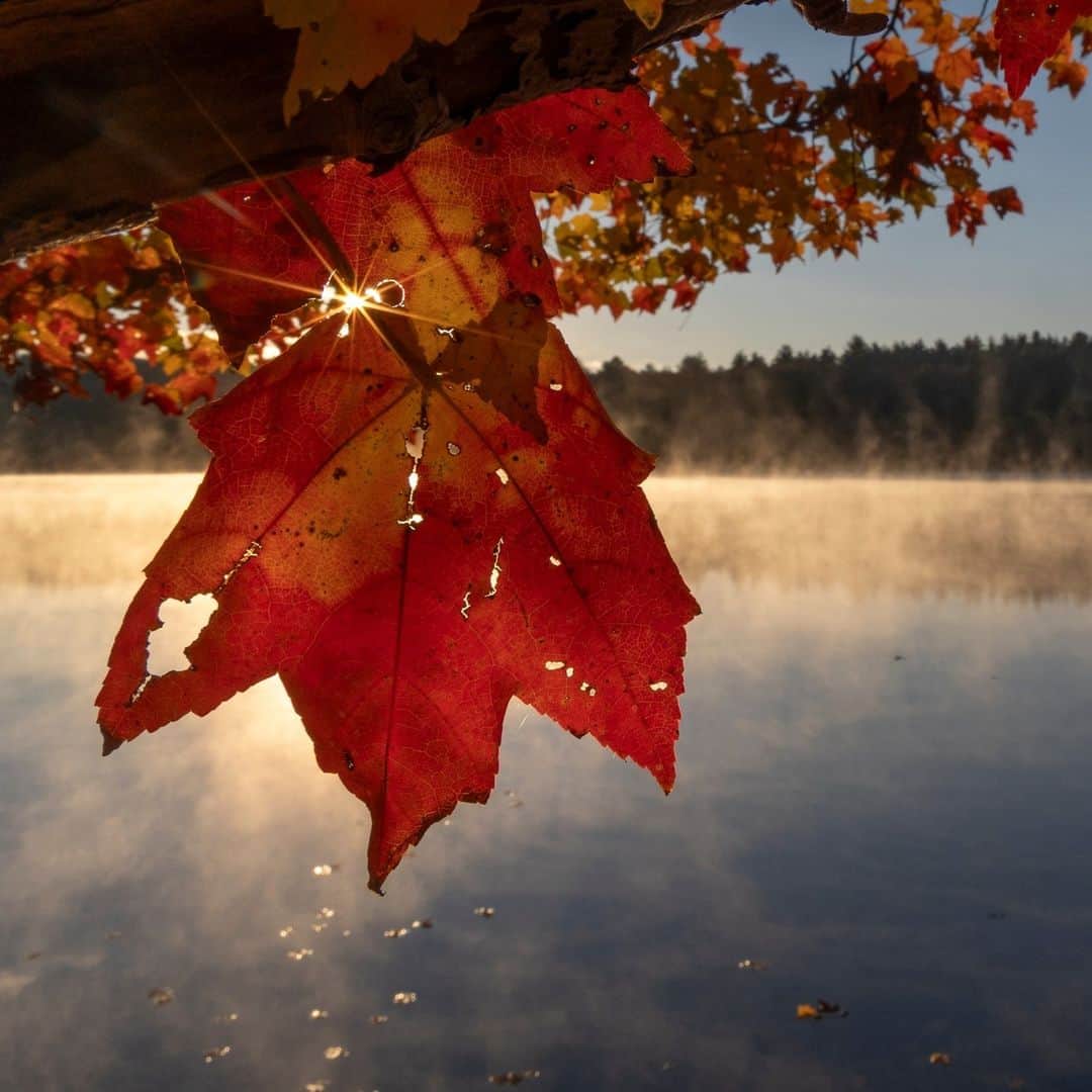 ナショナルジオグラフィックさんのインスタグラム写真 - (ナショナルジオグラフィックInstagram)「Photos by @timlaman | Fall colors were recently at their peak at Walden Pond in Massachusetts. When I’m not traveling the world on assignment, my local nature escape is Walden Pond, of author and naturalist Henry David Thoreau fame, just a few miles from my home. You don’t have to go to the other side of the world to find beauty in nature! Where is your place to get outside and get inspired? I’m always sharing what inspires me @timlaman if you’d like to follow along.」11月7日 7時30分 - natgeo