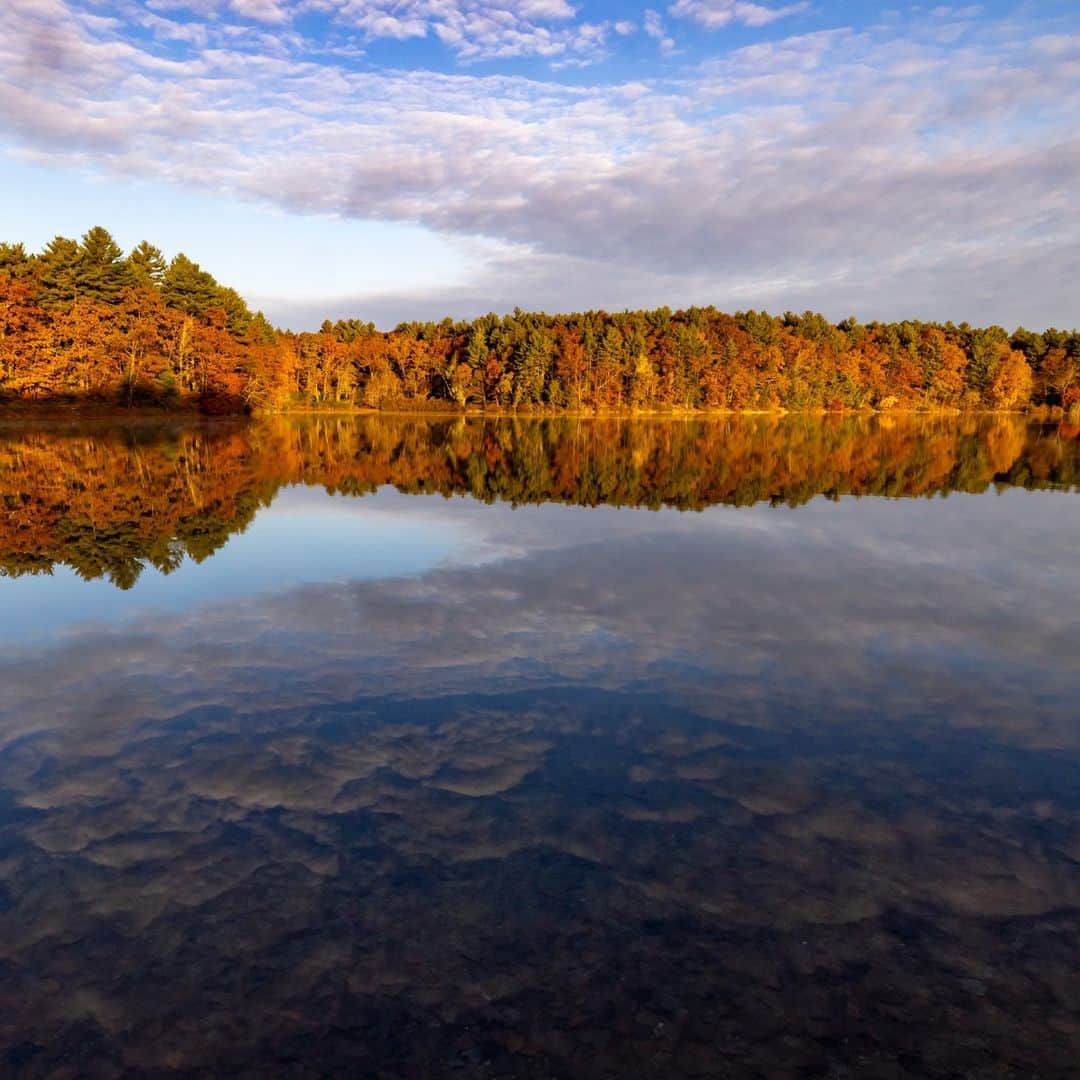 ナショナルジオグラフィックさんのインスタグラム写真 - (ナショナルジオグラフィックInstagram)「Photos by @timlaman | Fall colors were recently at their peak at Walden Pond in Massachusetts. When I’m not traveling the world on assignment, my local nature escape is Walden Pond, of author and naturalist Henry David Thoreau fame, just a few miles from my home. You don’t have to go to the other side of the world to find beauty in nature! Where is your place to get outside and get inspired? I’m always sharing what inspires me @timlaman if you’d like to follow along.」11月7日 7時30分 - natgeo