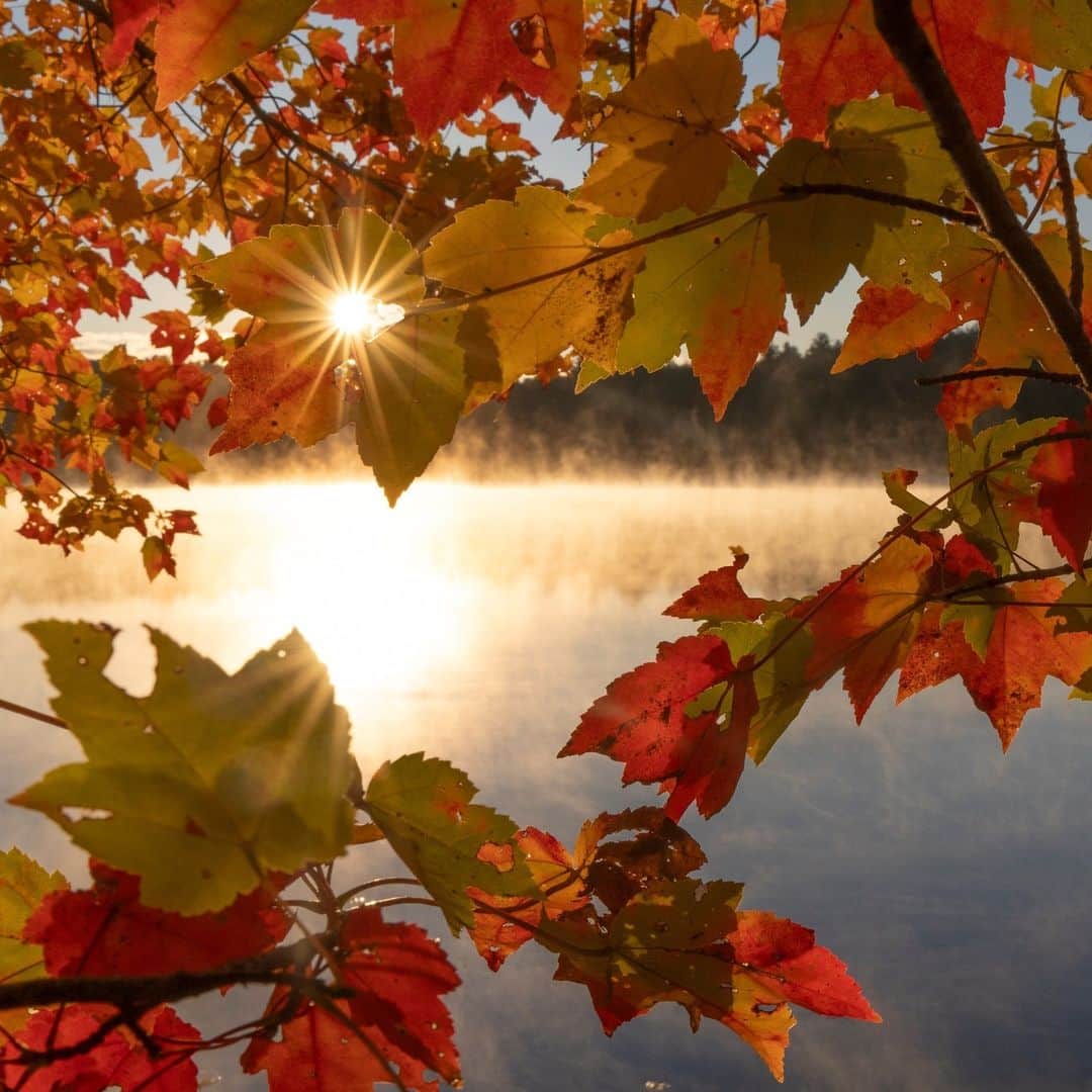 ナショナルジオグラフィックさんのインスタグラム写真 - (ナショナルジオグラフィックInstagram)「Photos by @timlaman | Fall colors were recently at their peak at Walden Pond in Massachusetts. When I’m not traveling the world on assignment, my local nature escape is Walden Pond, of author and naturalist Henry David Thoreau fame, just a few miles from my home. You don’t have to go to the other side of the world to find beauty in nature! Where is your place to get outside and get inspired? I’m always sharing what inspires me @timlaman if you’d like to follow along.」11月7日 7時30分 - natgeo