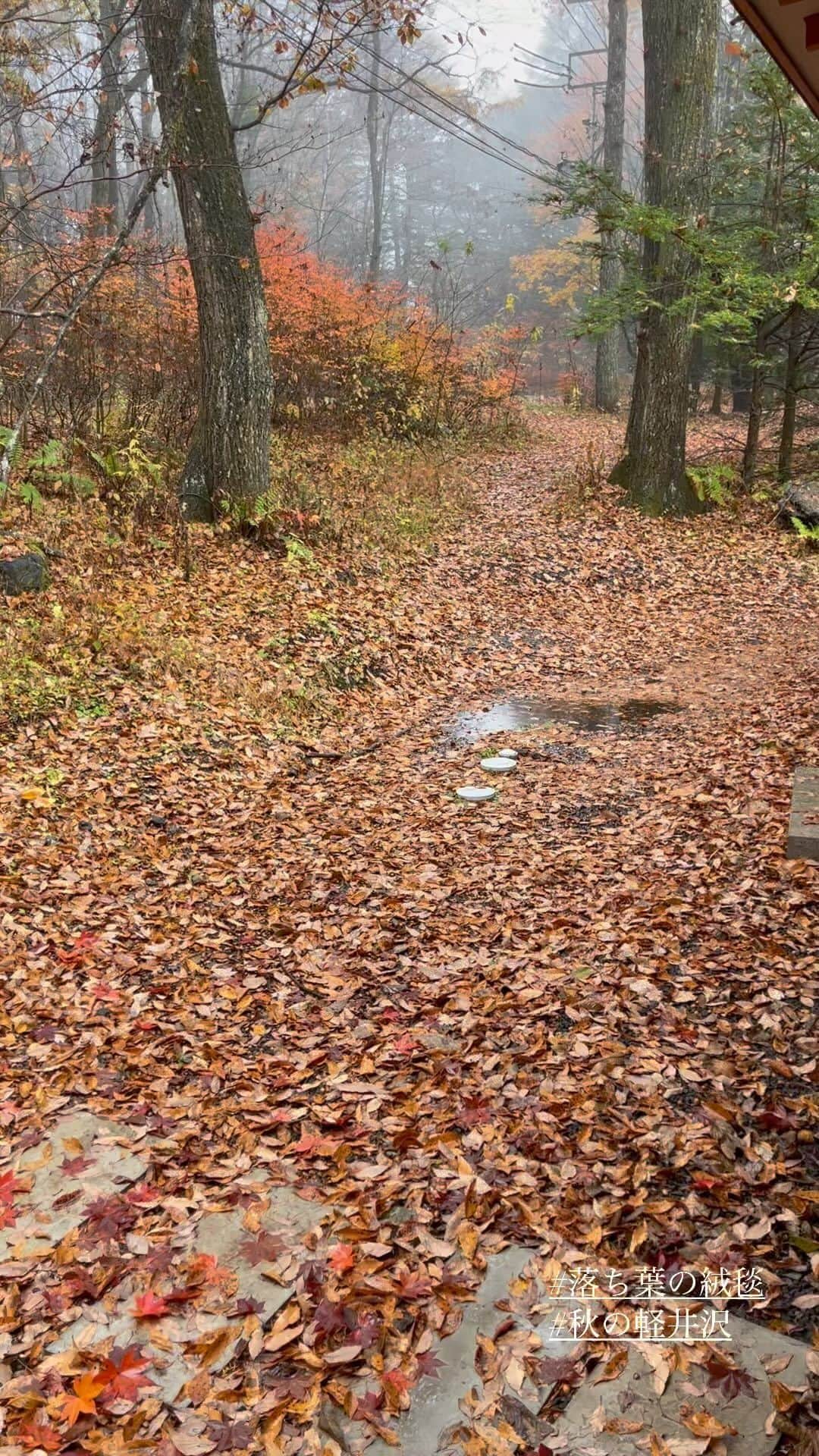 深澤里奈のインスタグラム：「◯◯◯  昨夜から降り出した雨。 我が家の木々も沢山葉を落としていました。 さながら、落ち葉の絨毯のよう。」