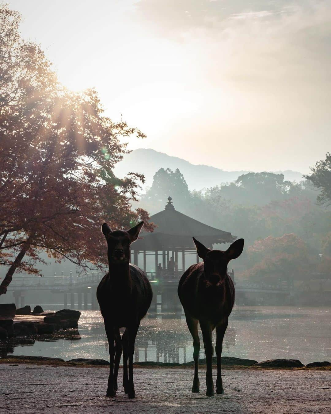 岩原大起のインスタグラム：「. #奈良公園 #鹿 #奈良の鹿 #奈良公園の鹿  #nara #narapark #japan #deer #🦌  #photo #photography #camera #📸  #sony #α7ⅳ #70200gm2 #lightroom #ytv #読売テレビ #アナウンサー #関西  #大阪 #兵庫 #京都 #奈良 #滋賀 #和歌山」