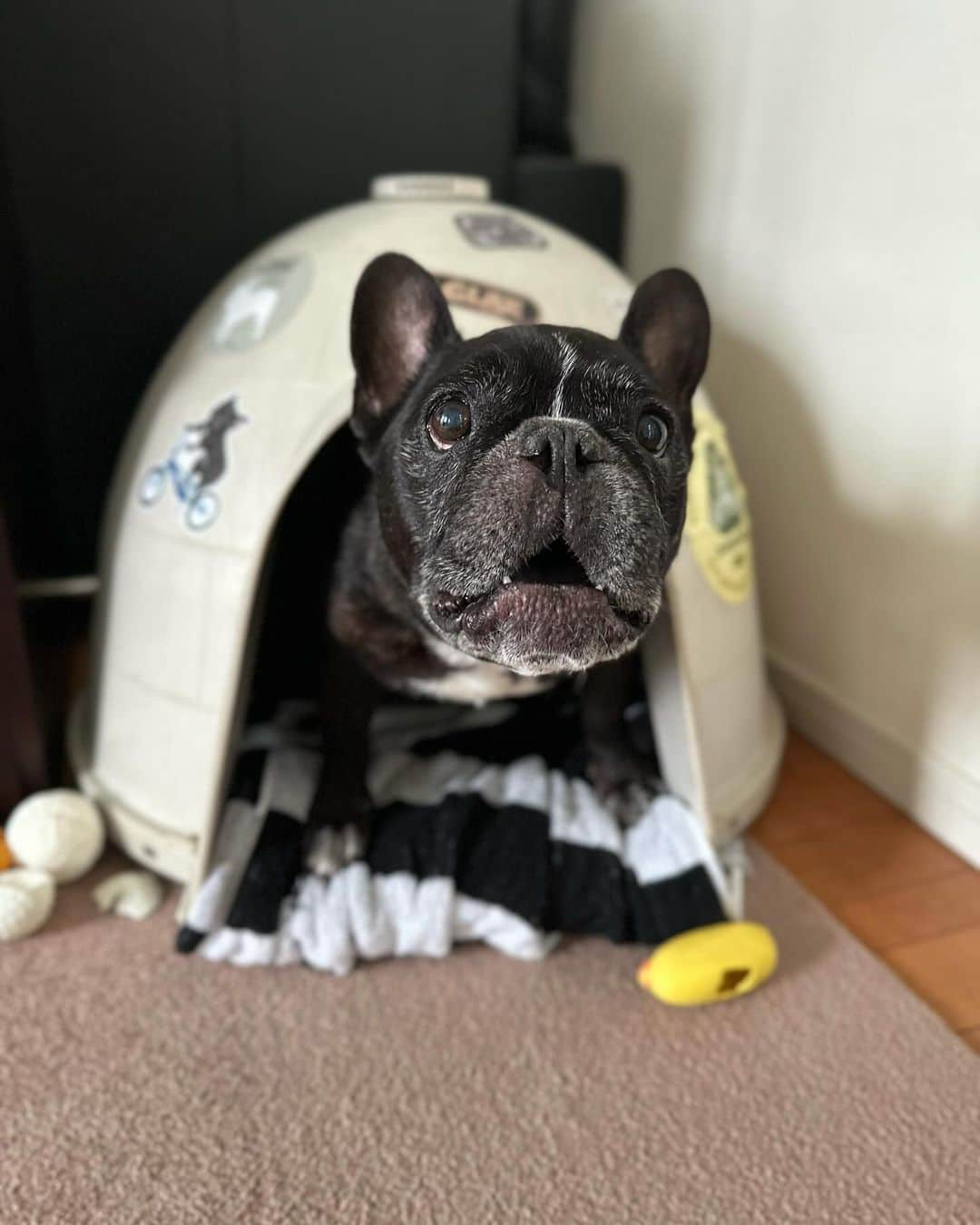 Turbo_dad フレブルのターボのインスタグラム：「Good morning 😯  #frenchbulldog #frenchie #frenchbulldogsofinstagram #frenchbulldoglife #frenchbulldoglove #frenchiesofinstagram #frenchielove #フレブル #フレブルのいる生活 #フレブルのいる暮らし #フレブルライフ #buhi #ブヒ #フレンチブルドッグ #フレンチブルドッグのいる生活」