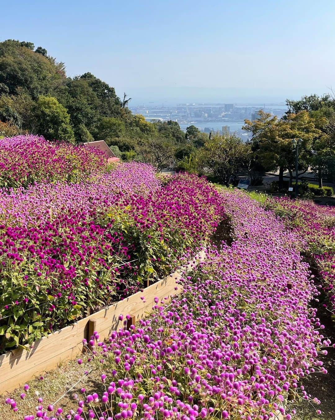 ウラリエさんのインスタグラム写真 - (ウラリエInstagram)「三宮からすぐの都会のオアシス 🌿 秋を感じにこちらへ🌸 ↪︎ @kobe_nunobiki_herb_gardens 📍 . 新神戸からロープウェイで登って🚡 お久しぶりの布引ハーブ園🍃 . お目当ては、コスモス✨ 定番のピンクだけでなく、黄色やオレンジも 可愛かったな➿➿➿ 柄にもなく、お花畑が大好きな私🙋‍♀️ . ロープウェイを写り込ませたくて🚟 merchuメンバーの二人と @kaede.merchu & @ran101ran 👭 キャッキャ言いながら写真撮り合いました🤳 . コスモスだけやなく、もこもこの ススキみたいなパンパスグラス🌾 千日紅もめっちゃ綺麗✨ これからの季節は、紅葉も綺麗やし🍁 海外感ある、クリスマスマーケットもオススメ☝️ ̖́- . 最近自然に、触れてなかったから めちゃくちゃ癒されたし❇️ 上から見る神戸の景色も美しかった 🌊🗼 . #神戸#神戸市#kobe#神戸旅行#神戸観光#兵庫県#兵庫#lovehyogo#lovekobe#新神戸#神戸観光スポット#神戸布引ハーブ園#布引ハーブ園#nunobikiherbgarden#ロープウェイ#コスモス」11月7日 8時15分 - urarie83