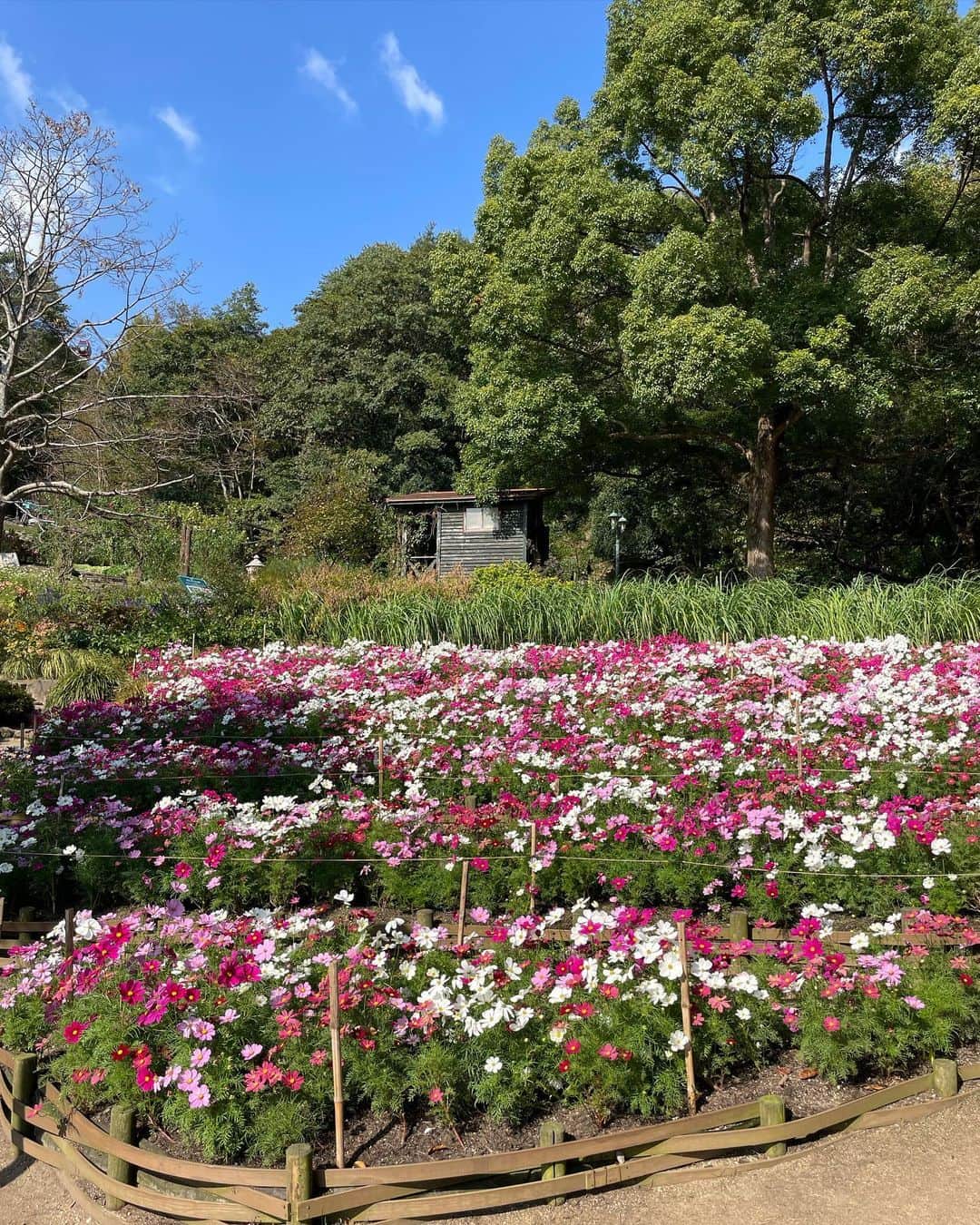ウラリエさんのインスタグラム写真 - (ウラリエInstagram)「三宮からすぐの都会のオアシス 🌿 秋を感じにこちらへ🌸 ↪︎ @kobe_nunobiki_herb_gardens 📍 . 新神戸からロープウェイで登って🚡 お久しぶりの布引ハーブ園🍃 . お目当ては、コスモス✨ 定番のピンクだけでなく、黄色やオレンジも 可愛かったな➿➿➿ 柄にもなく、お花畑が大好きな私🙋‍♀️ . ロープウェイを写り込ませたくて🚟 merchuメンバーの二人と @kaede.merchu & @ran101ran 👭 キャッキャ言いながら写真撮り合いました🤳 . コスモスだけやなく、もこもこの ススキみたいなパンパスグラス🌾 千日紅もめっちゃ綺麗✨ これからの季節は、紅葉も綺麗やし🍁 海外感ある、クリスマスマーケットもオススメ☝️ ̖́- . 最近自然に、触れてなかったから めちゃくちゃ癒されたし❇️ 上から見る神戸の景色も美しかった 🌊🗼 . #神戸#神戸市#kobe#神戸旅行#神戸観光#兵庫県#兵庫#lovehyogo#lovekobe#新神戸#神戸観光スポット#神戸布引ハーブ園#布引ハーブ園#nunobikiherbgarden#ロープウェイ#コスモス」11月7日 8時15分 - urarie83