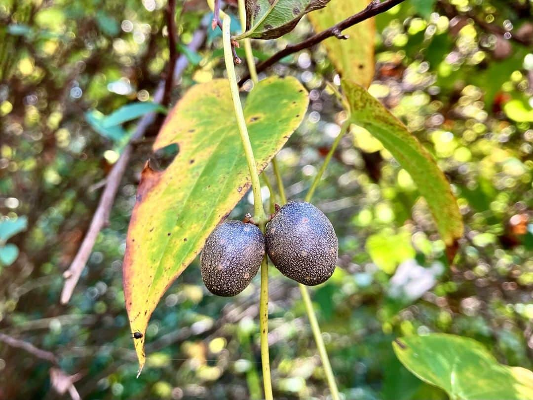 常盤よしこさんのインスタグラム写真 - (常盤よしこInstagram)「この時期の好きなものの一つ むかご😋 山芋の赤ちゃんです！  秋の味覚 むかごごはん大好き❤️  今朝ラジオで紹介したら 意外と知らない方も多かったです この時期道の駅などにもありますょ🙌😊  #ウェイキーウェイキー#ウェキ2#rkkラジオ#むかご#むかごごはん#むかごご飯#山芋の赤ちゃん」11月7日 8時33分 - yoshiko.tokiwa