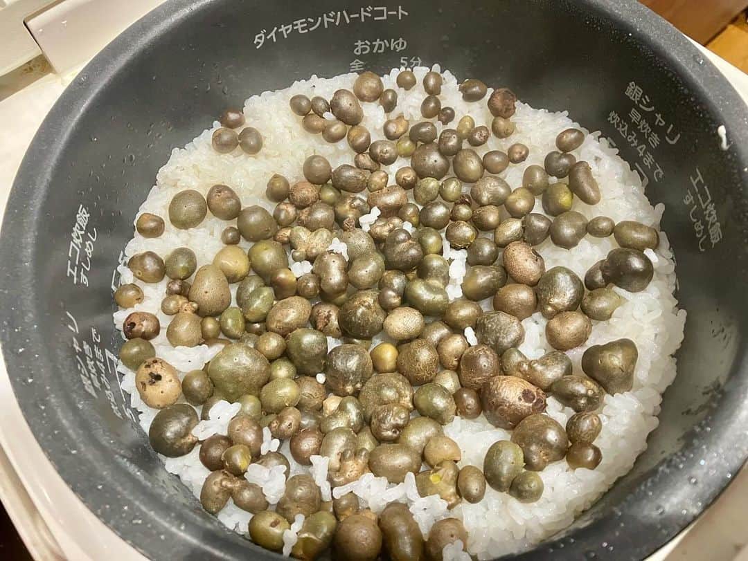 常盤よしこさんのインスタグラム写真 - (常盤よしこInstagram)「この時期の好きなものの一つ むかご😋 山芋の赤ちゃんです！  秋の味覚 むかごごはん大好き❤️  今朝ラジオで紹介したら 意外と知らない方も多かったです この時期道の駅などにもありますょ🙌😊  #ウェイキーウェイキー#ウェキ2#rkkラジオ#むかご#むかごごはん#むかごご飯#山芋の赤ちゃん」11月7日 8時33分 - yoshiko.tokiwa