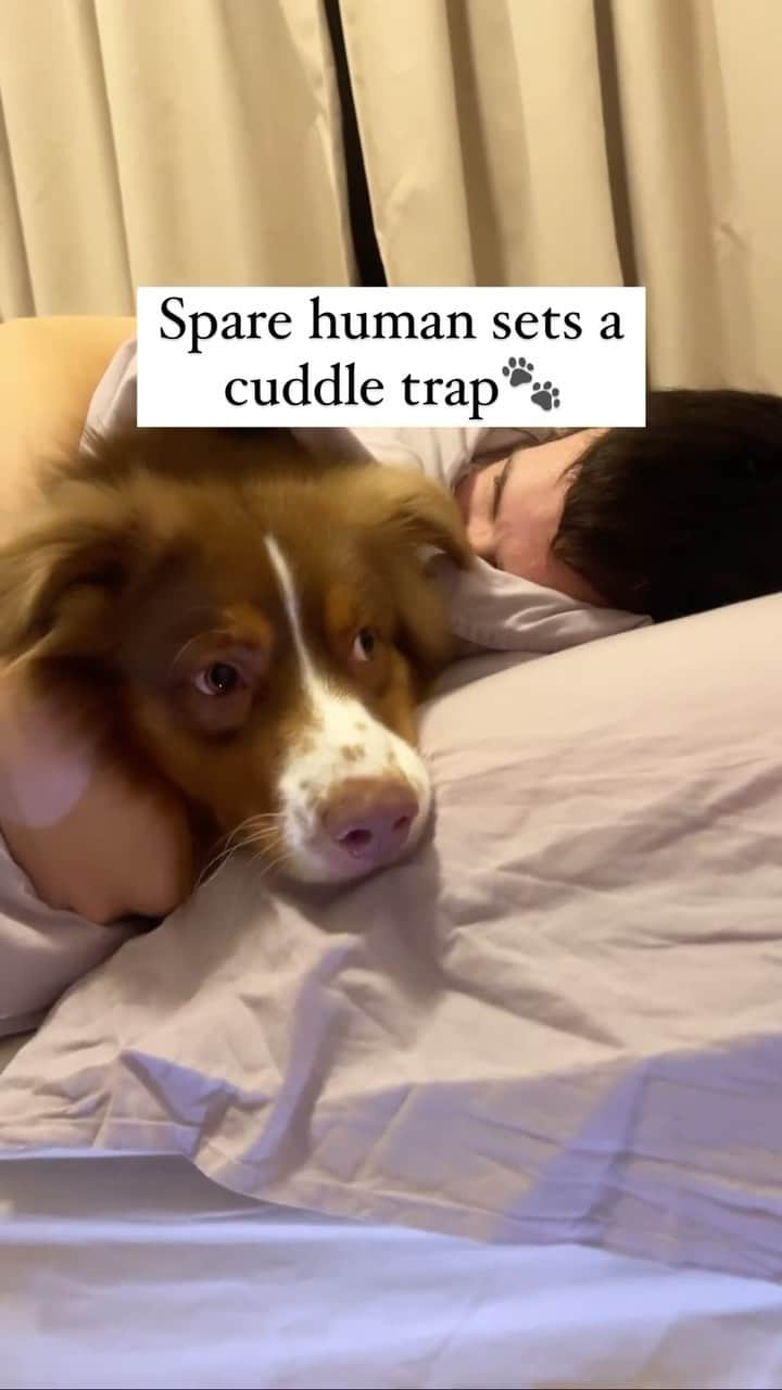 DogsOf Instagramのインスタグラム：「GOTCHA @boba_theshepherd 🙈 Does your dog have a spare human? . . . #funnydogreels #sparehuman #dogsofinstagram #funnydogsofinstagram #dailyfluff」